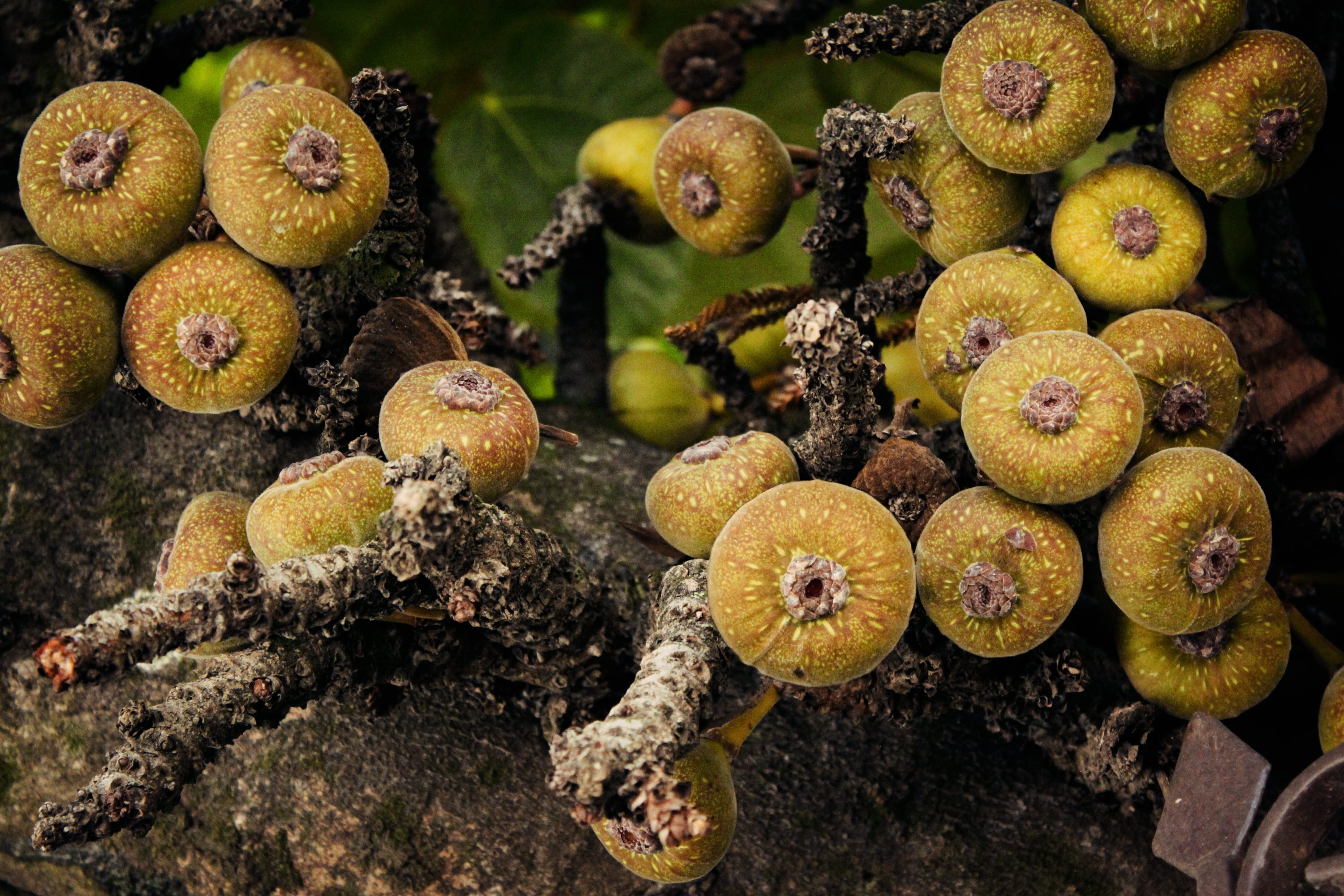 freshness, wellbeing, food and drink, tree, food, ripe, kiwi - fruit, ns. das dores, 4K, figs, beauty in nature, nature, fruit, outdoors, santa maria, HD Wallpaper