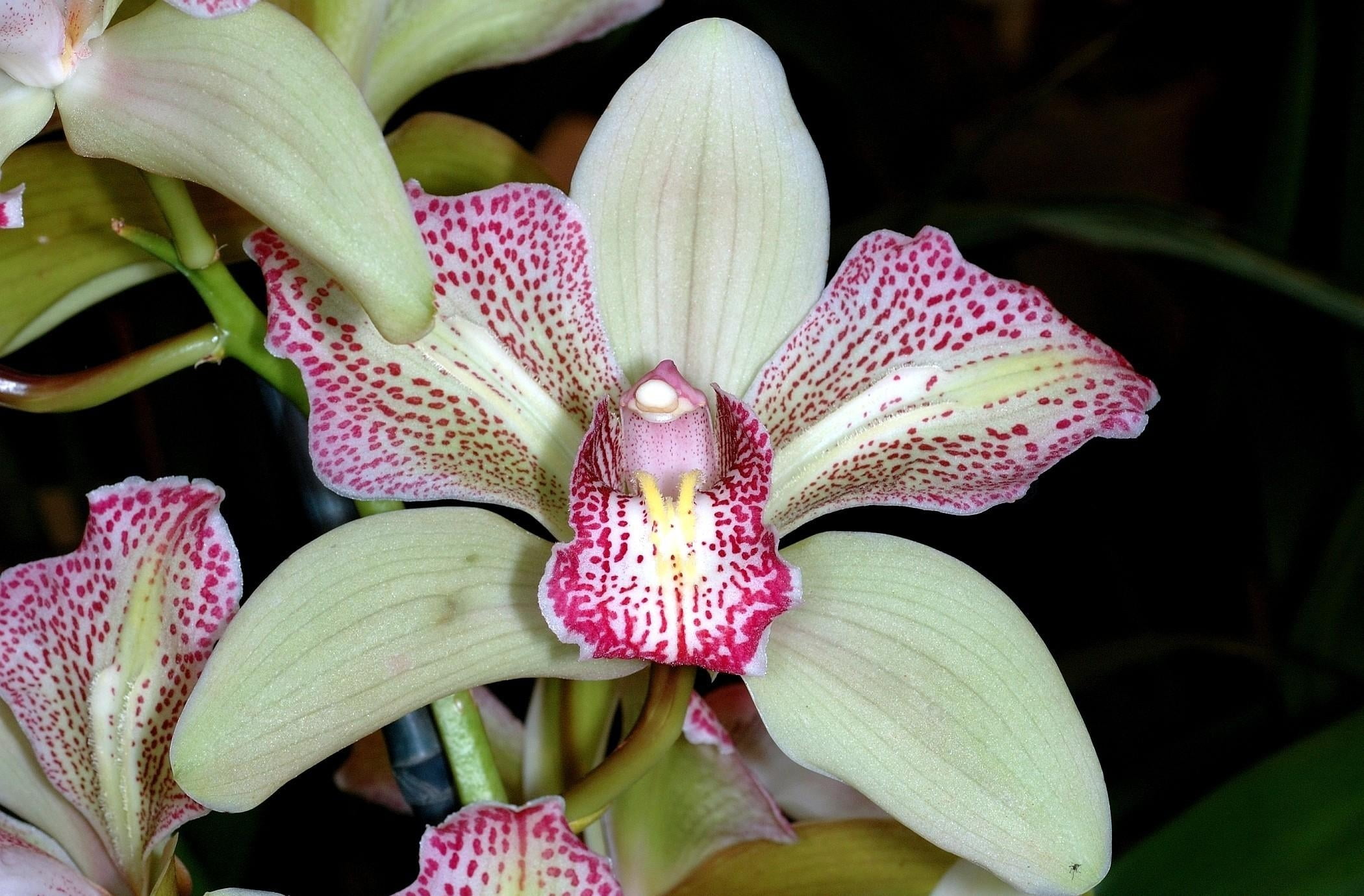 tropical Climate, inflorescence, purple, outdoors, multi Colored, white, pollen, beauty In Nature, botany, macro, day, green Color, petal, pink Color, orchid, HD Wallpaper