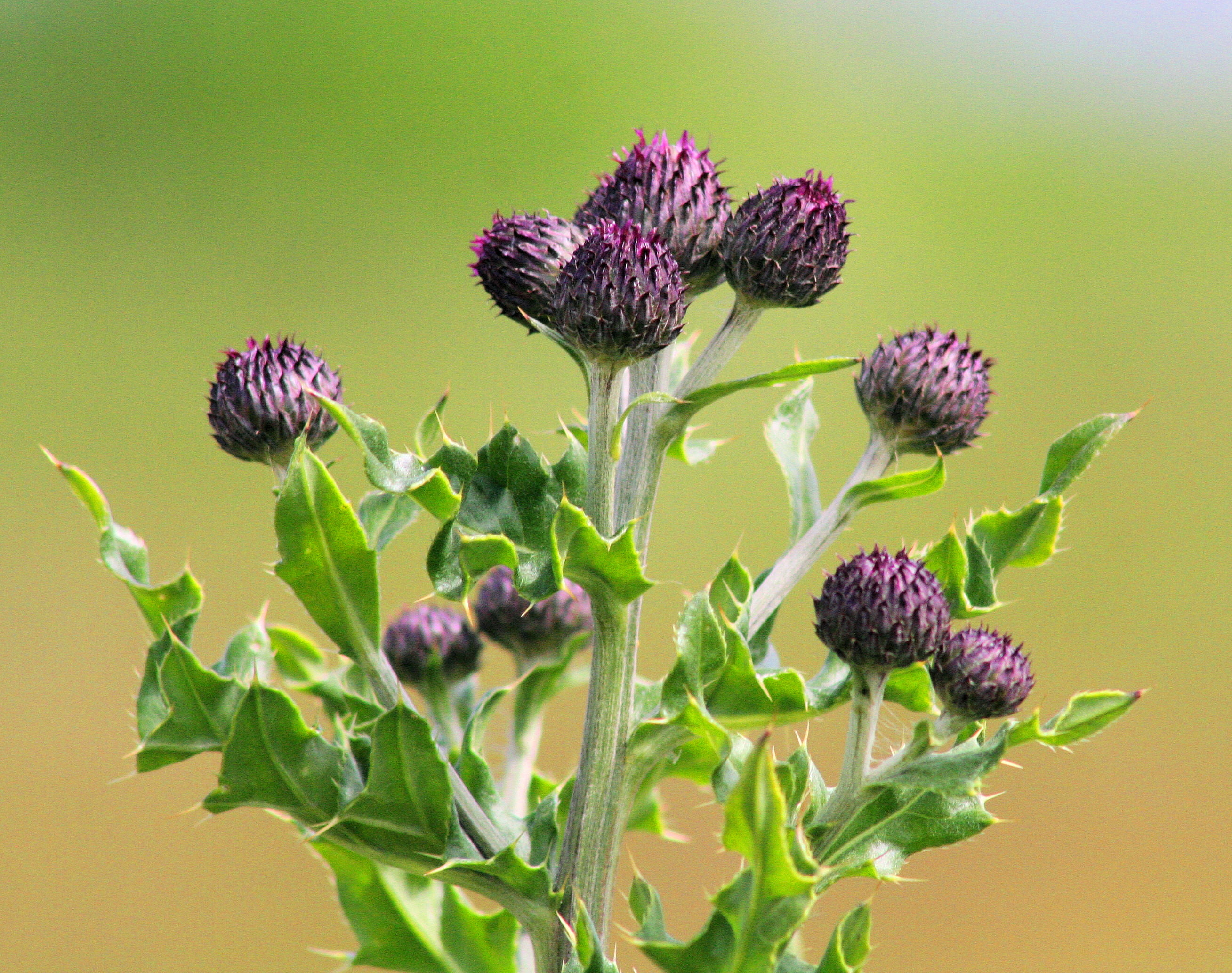 close-up, NO LIMITS, Thistle, flower of scotland, Macro, national emblem, national flower, purple, flower, flowers, bokeh, plant, golspie, sutherland, summer, HD Wallpaper