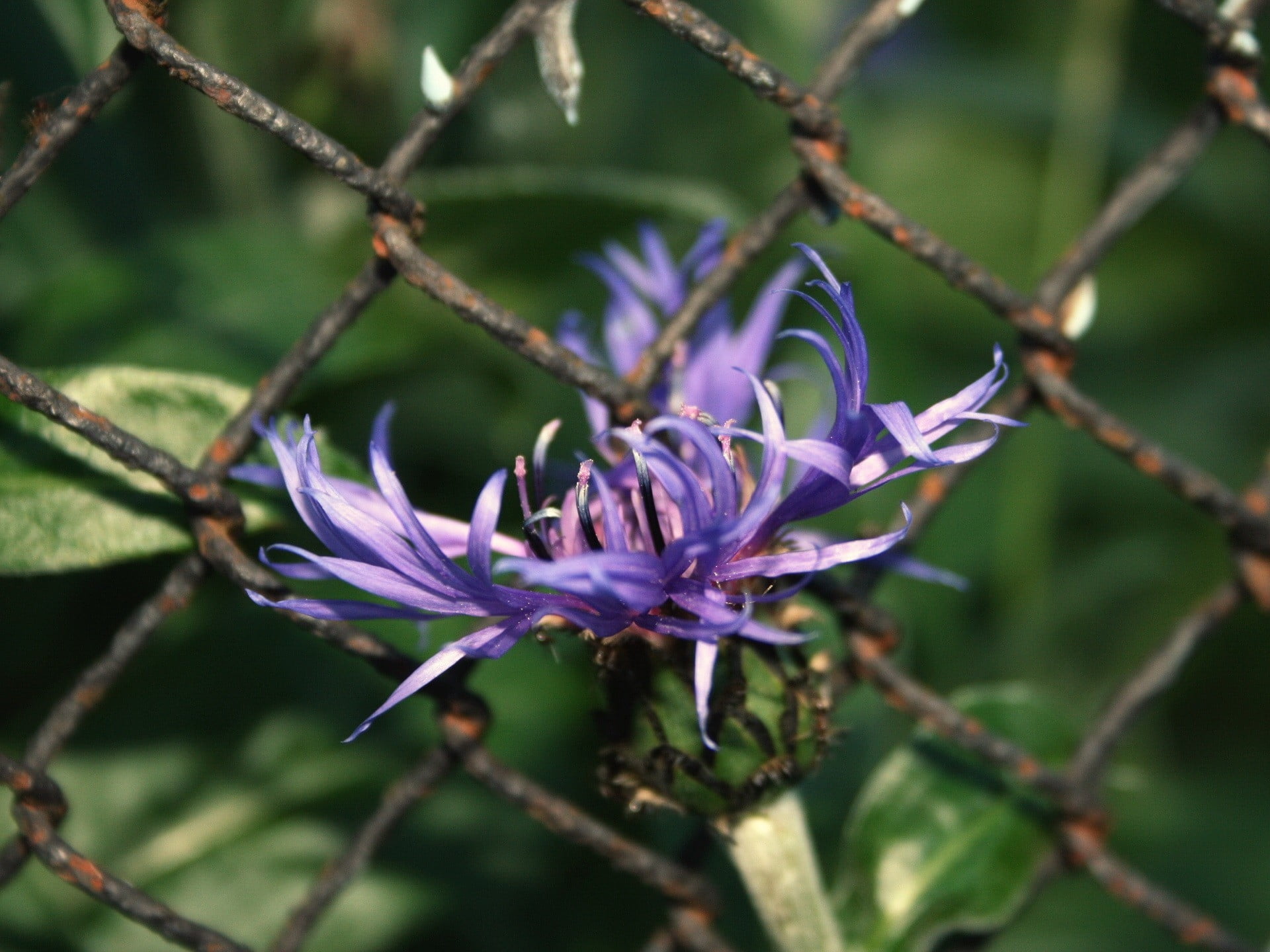 outdoors, petal, green, fragility, no People, formal Garden, mesh, focus on foreground, close-up, day, botany, purple, inflorescence, nature, 1080P, flower Head, HD Wallpaper