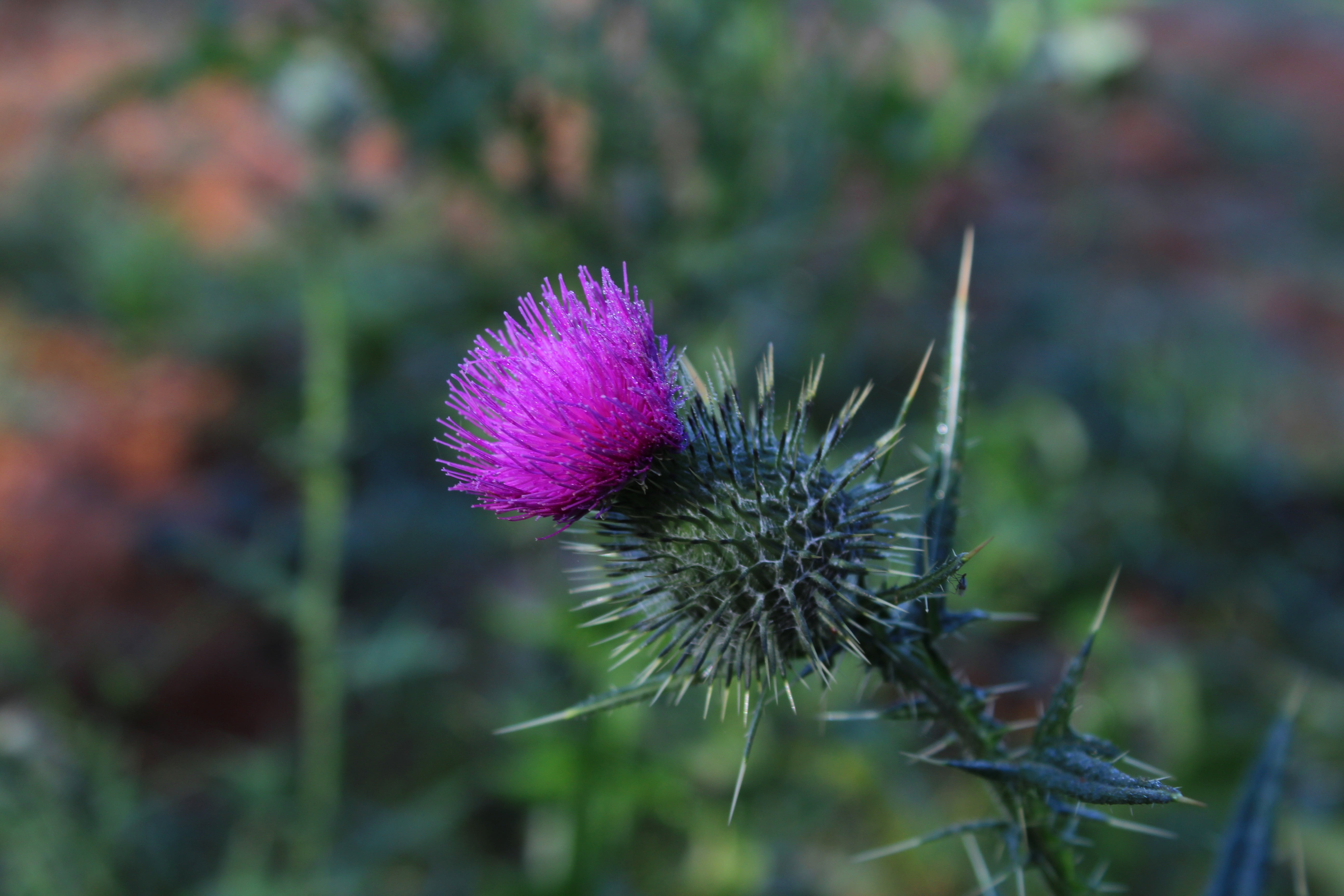 flower, day, growth, pink, close-up, petal, petaled, freshness, outdoors, spiky, no people, thistle, purple, flower head, nature, pollination, inflorescence, HD Wallpaper