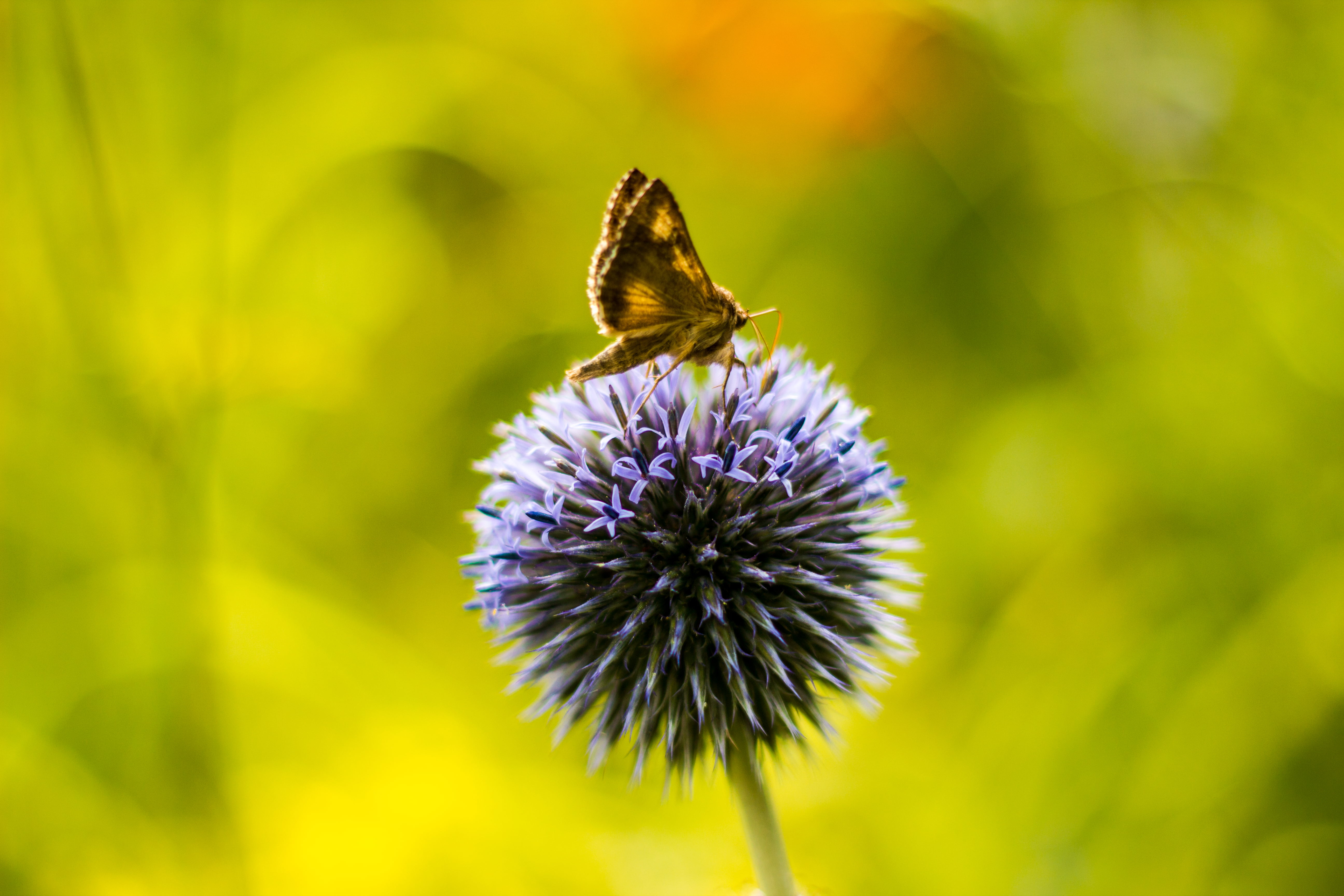 shallow, close-up, summer, animal Wing, photography, echinops  sphaerocephalus, macro, nature, purple, globe, flower, animal, purple flower, butterfly - Insect, HD Wallpaper