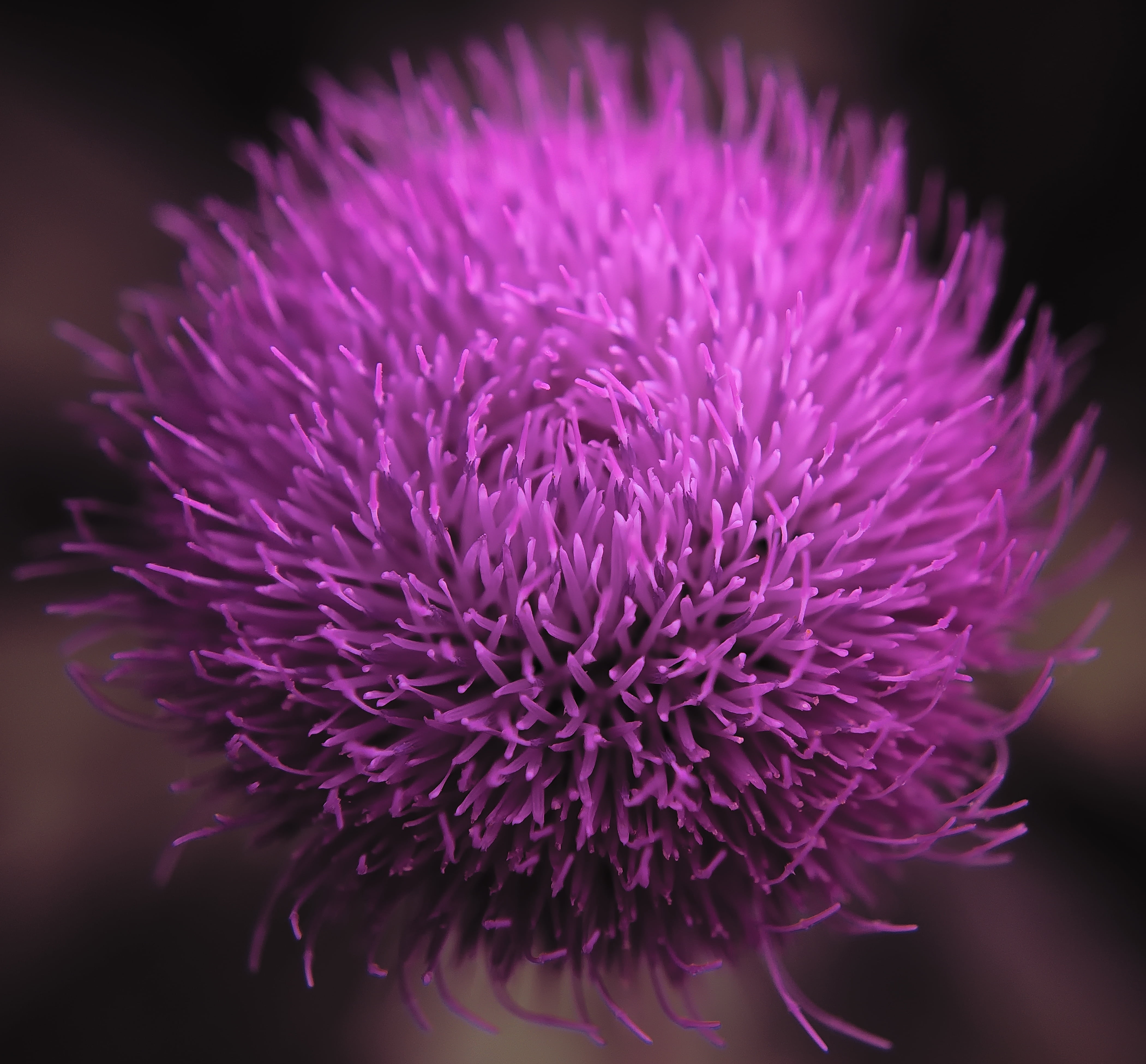 day, softness, close-up, macro, selective focus, pink color, petal, summer, purple, flowering plant, beauty in nature, inflorescence, growth, blossom, milk thistle, HD Wallpaper