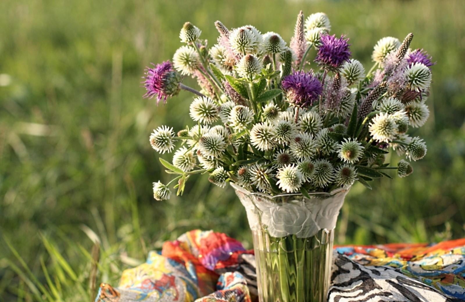 botany, flower arrangement, summer, beauty In Nature, outdoors, multi Colored, growth, no People, inflorescence, nature, day, clover, flower pot, close-up, HD Wallpaper