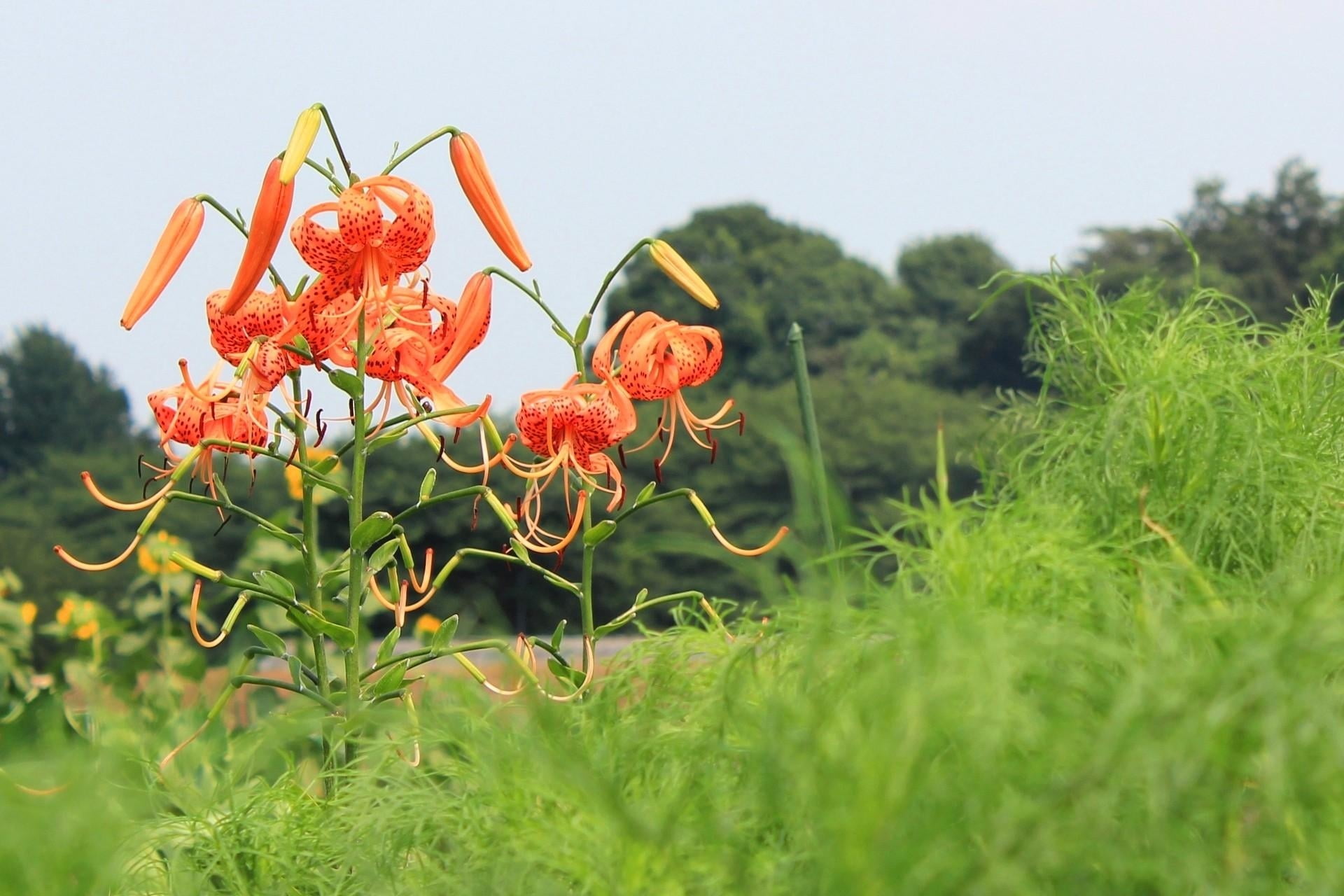 flower, plant, flower head, land, no people, flowering plant, day, growth, freshness, vulnerability, 1080P, fragility, orange, inflorescence, nature, green color, HD Wallpaper