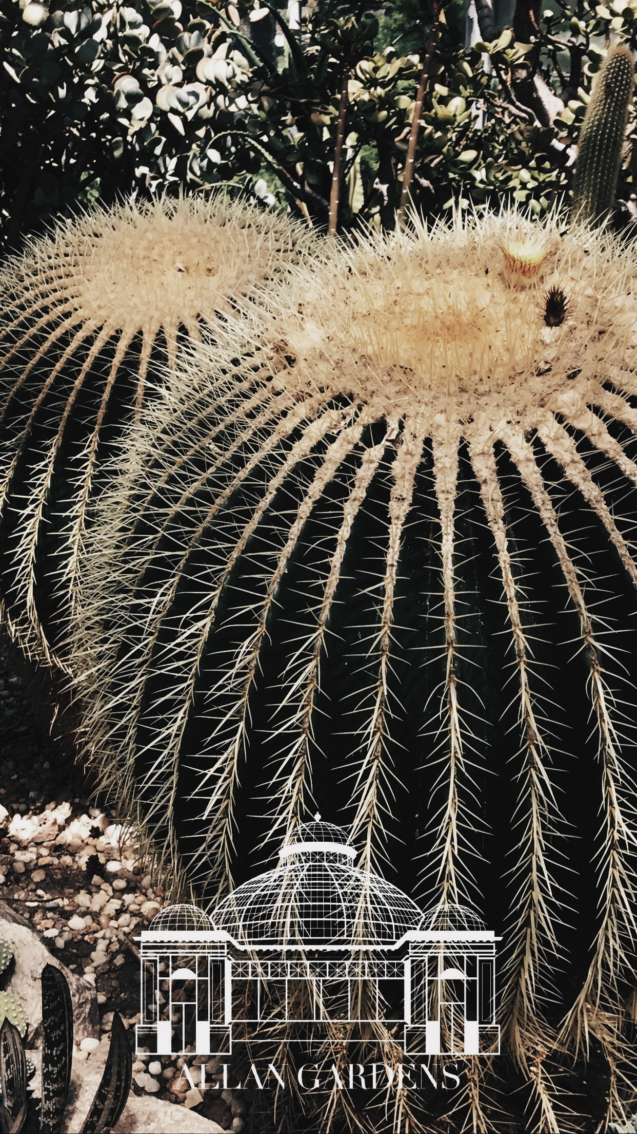 beauty in nature, thorn, nature, spiked, land, building exterior, barrel cactus, plants, growth, tree, sharp, built structure, field, outdoors, natural light, Phone HD Wallpaper