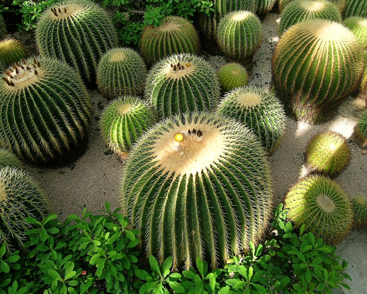 succulent plant, close-up, beauty in nature, nature, day, barrel cactus, growth, thorn, outdoors, full frame, 720P, spiked, spiky, cactus, plant, natural pattern, HD Wallpaper