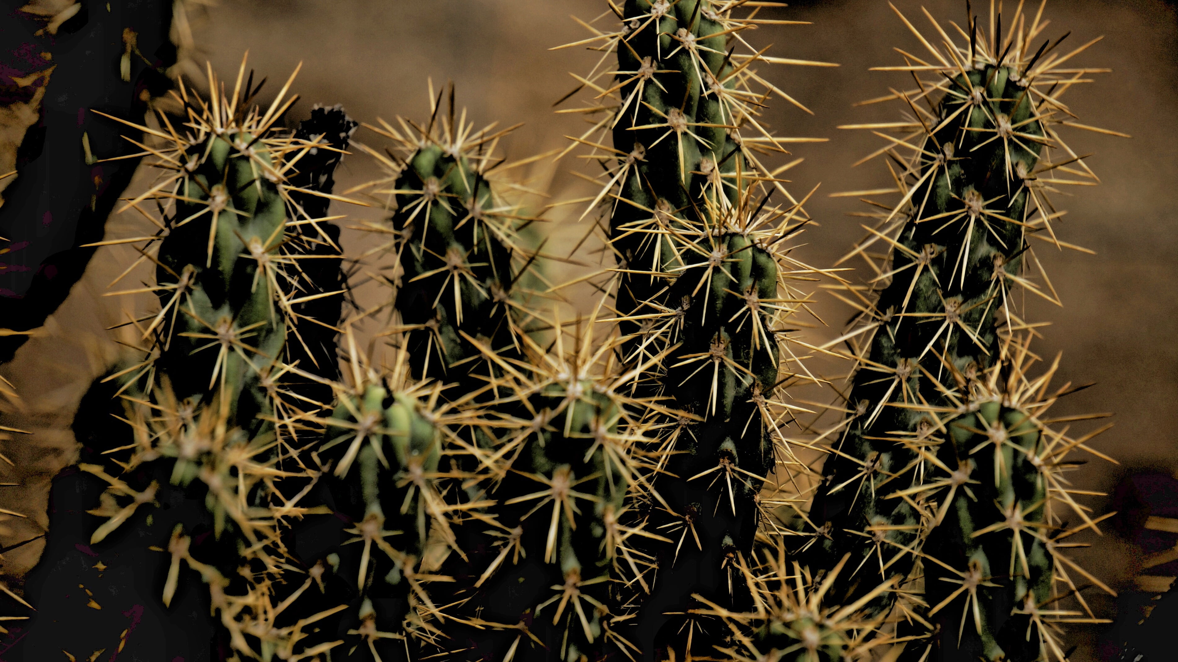 communication, day, desert, sign, barrel cactus, sharp, macro, growth, botany, potted plant, green Color, plant, green, beauty in nature, warning sign, HD Wallpaper
