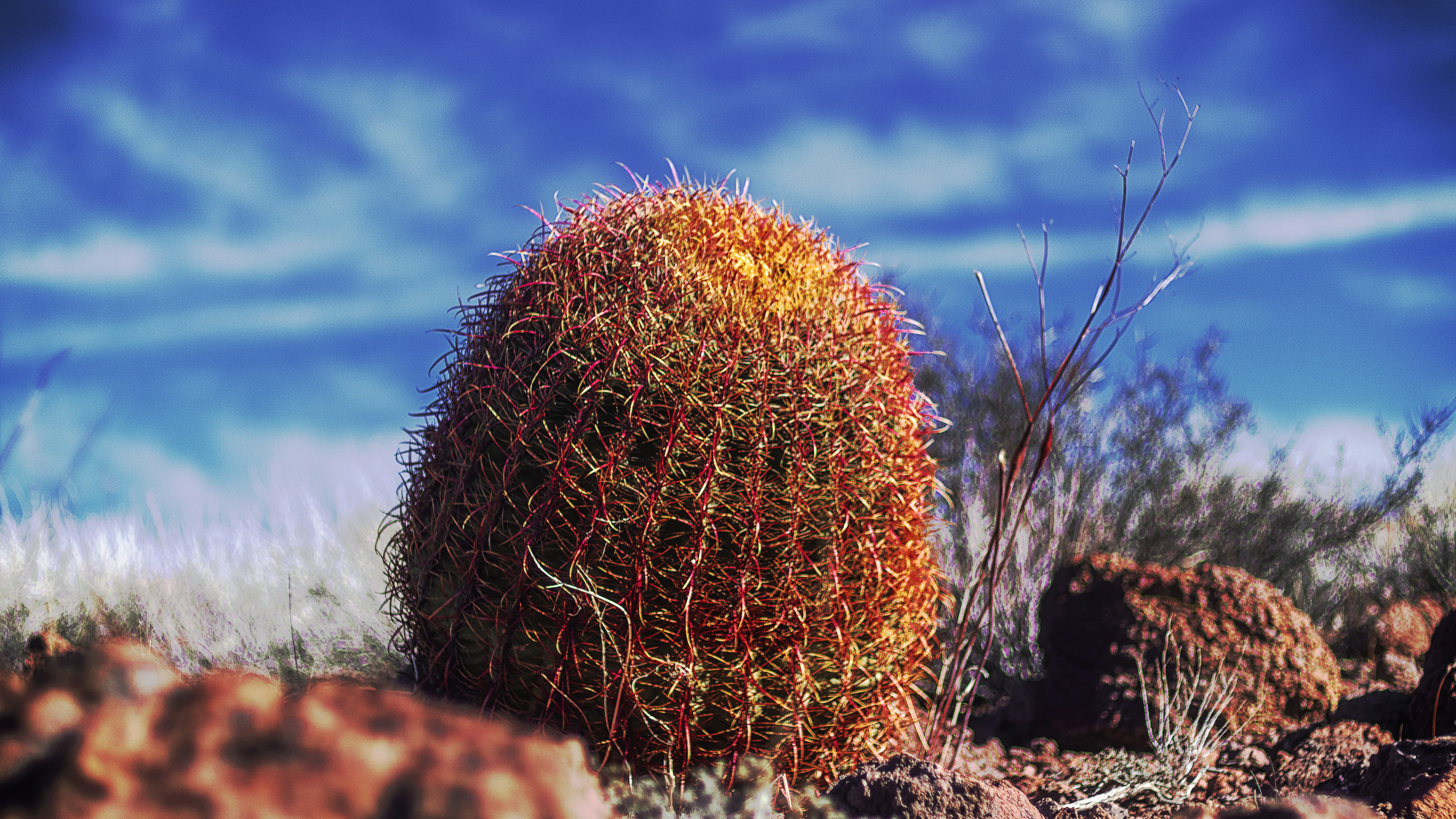 blue, rock, no people, cactus, winter, growth, low angle view, outdoors, sand, brown, 5K, landscape, mohave desert, cloud - sky, thorn, nature, close-up, HD Wallpaper