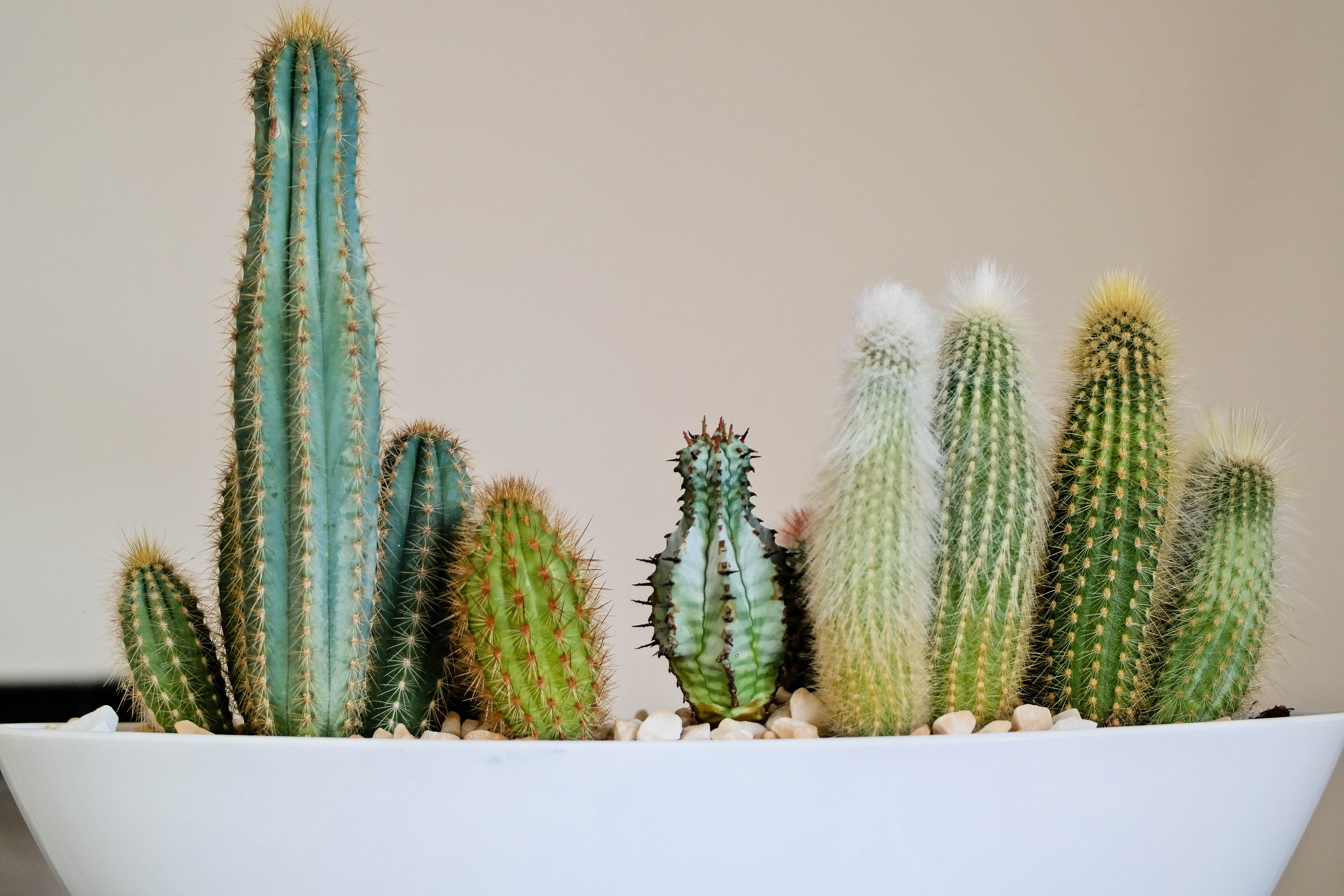 houseplant, 5K, suspension bridge, spiral, cactus, rain barrel, nature, rope bridge, fruit, pineapple, day, potted plant, bridge, animal, needle - plant part, HD Wallpaper