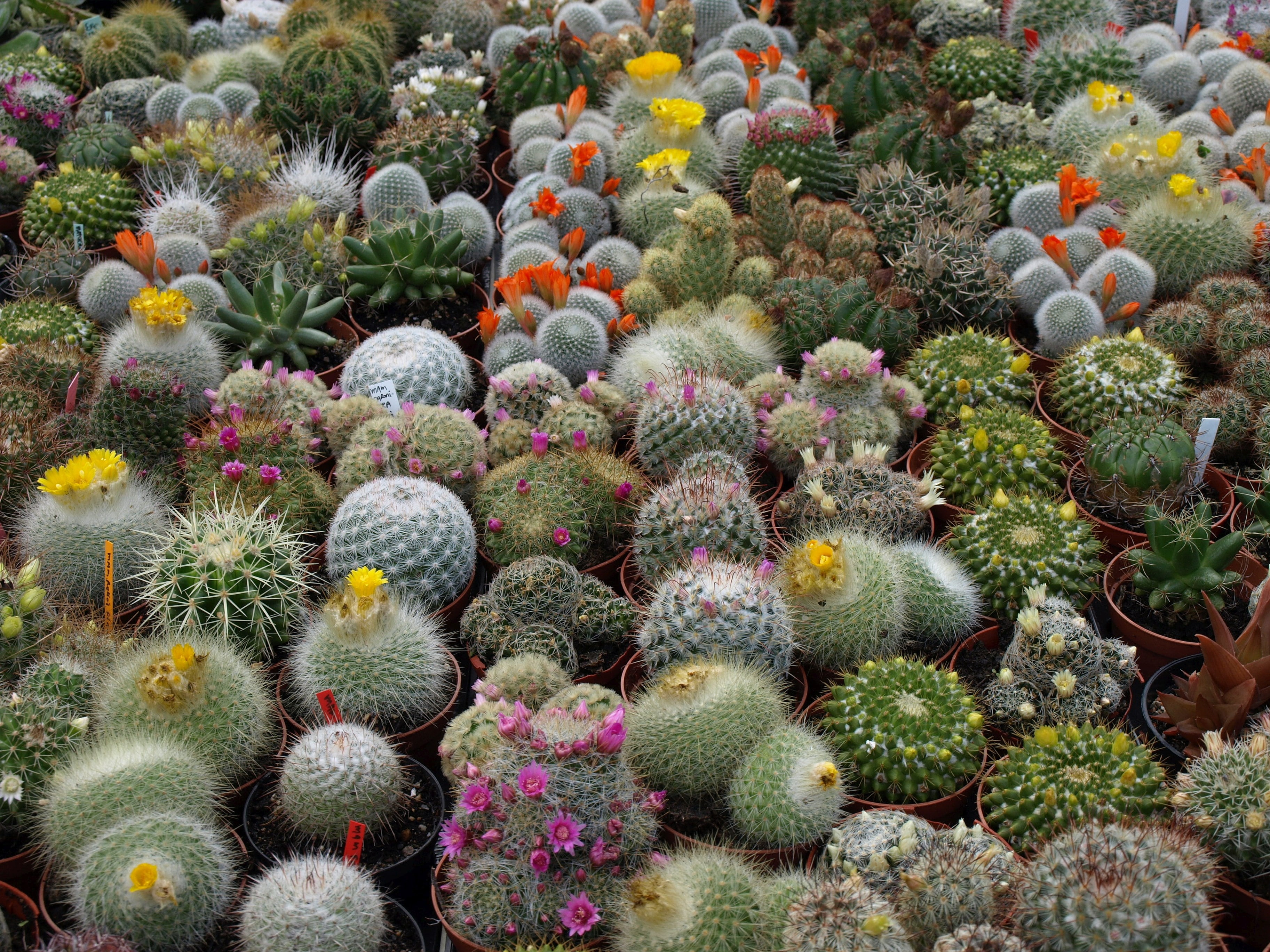 2K, day, nature, flowering plant, multi colored, beauty in nature, no people, freshness, thorn, backgrounds, field, flower head, barrel cactus, abundance, HD Wallpaper