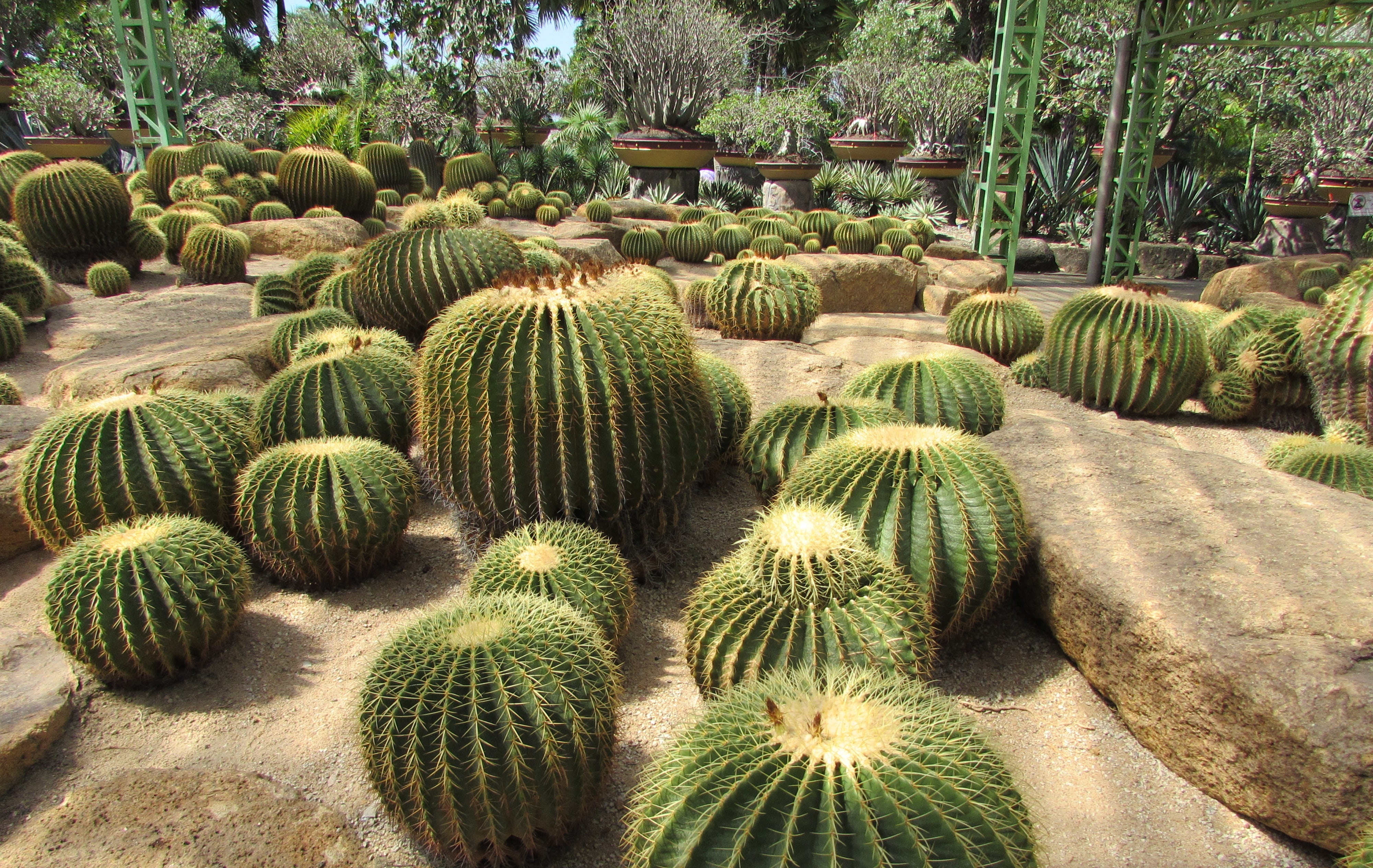 green, land, tranquility, sharp, botany, tree, flora, garden, no people, barrel cactus, beauty in nature, tropical, outdoors, cactus, botanical, growth, HD Wallpaper