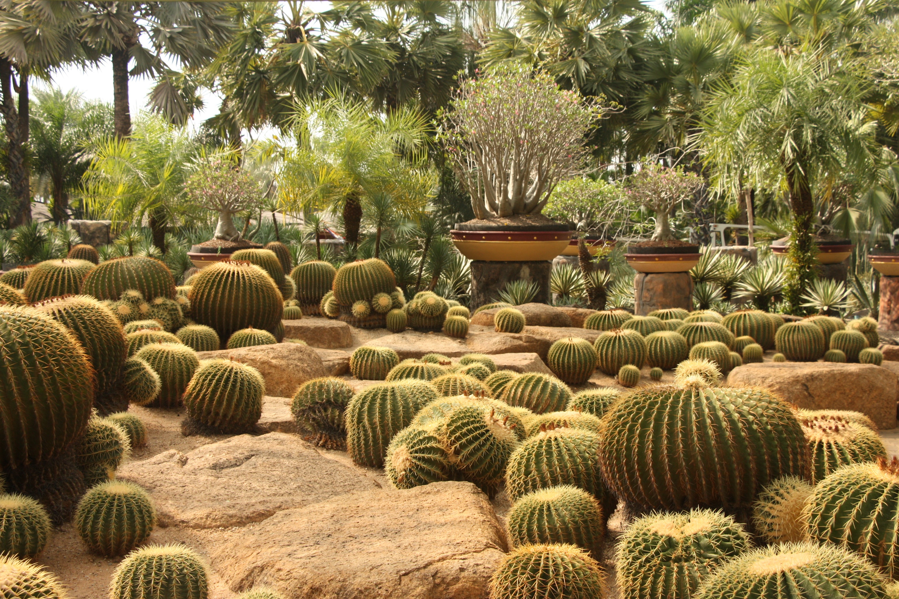 day, growth, thailand, tranquil scene, cactus, beauty in nature, field, tranquility, scenics - nature, formal garden, garden, land, no people, heat, nature, HD Wallpaper