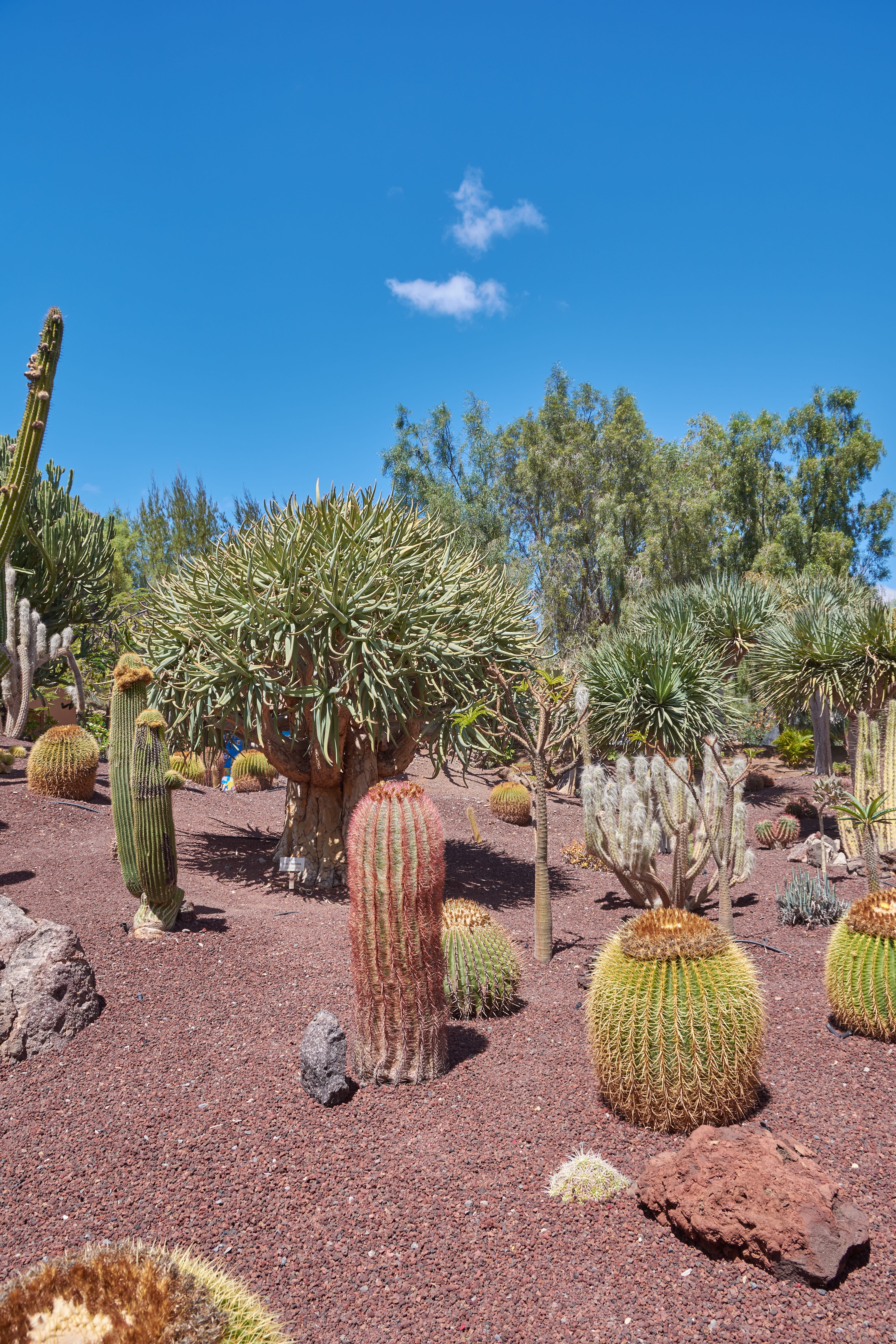 desert, tranquility, cactus, nature, blue, sky, plant, outdoors, wölken, barrel cactus, growth, scenics - nature, tree, tranquil scene, flora, land, field, Phone HD Wallpaper