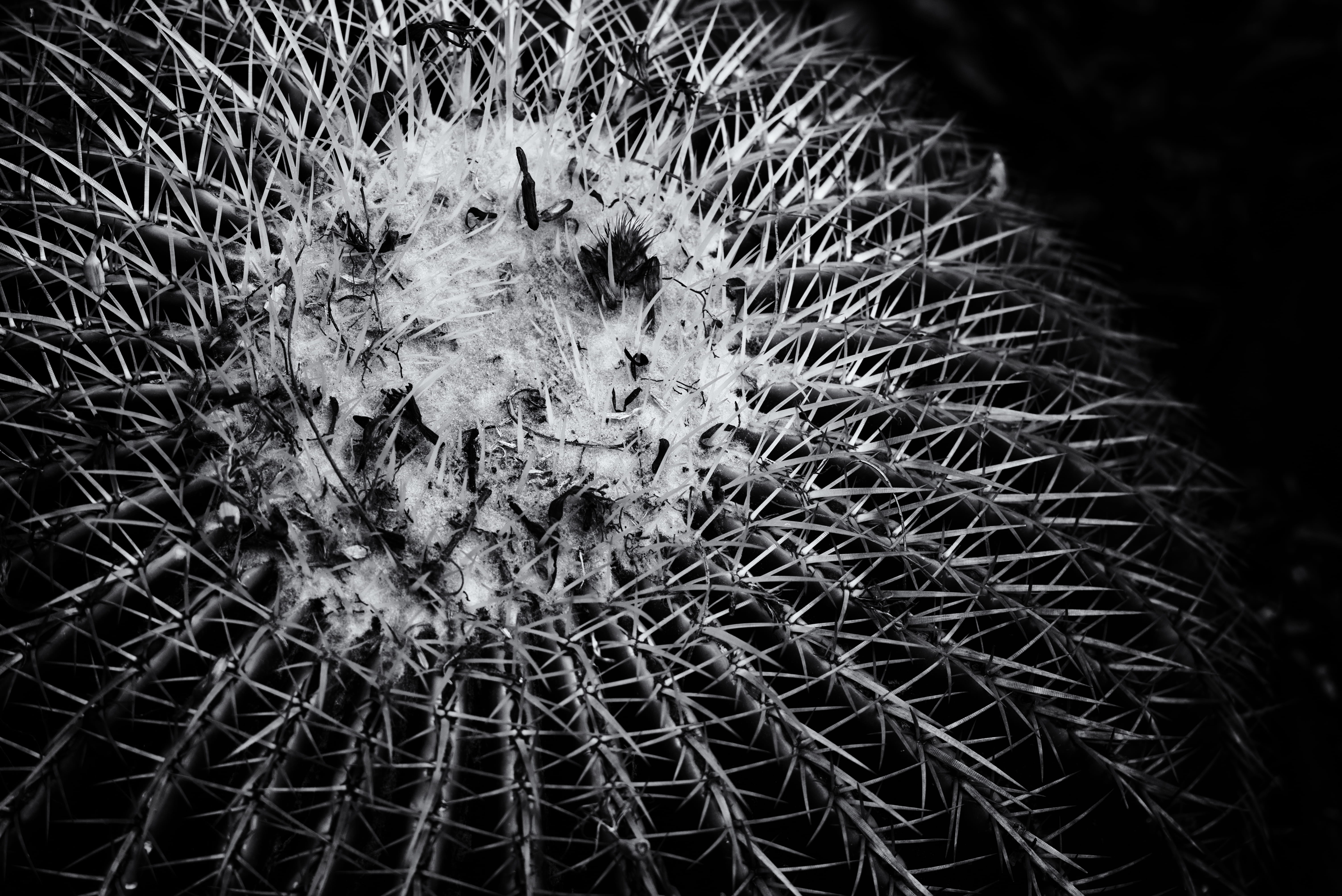 focus on foreground, field, outdoors, sharp, growth, natural pattern, pattern, close-up, barrel cactus, thorn, spiky, black and white, plant, succulent plant, HD Wallpaper