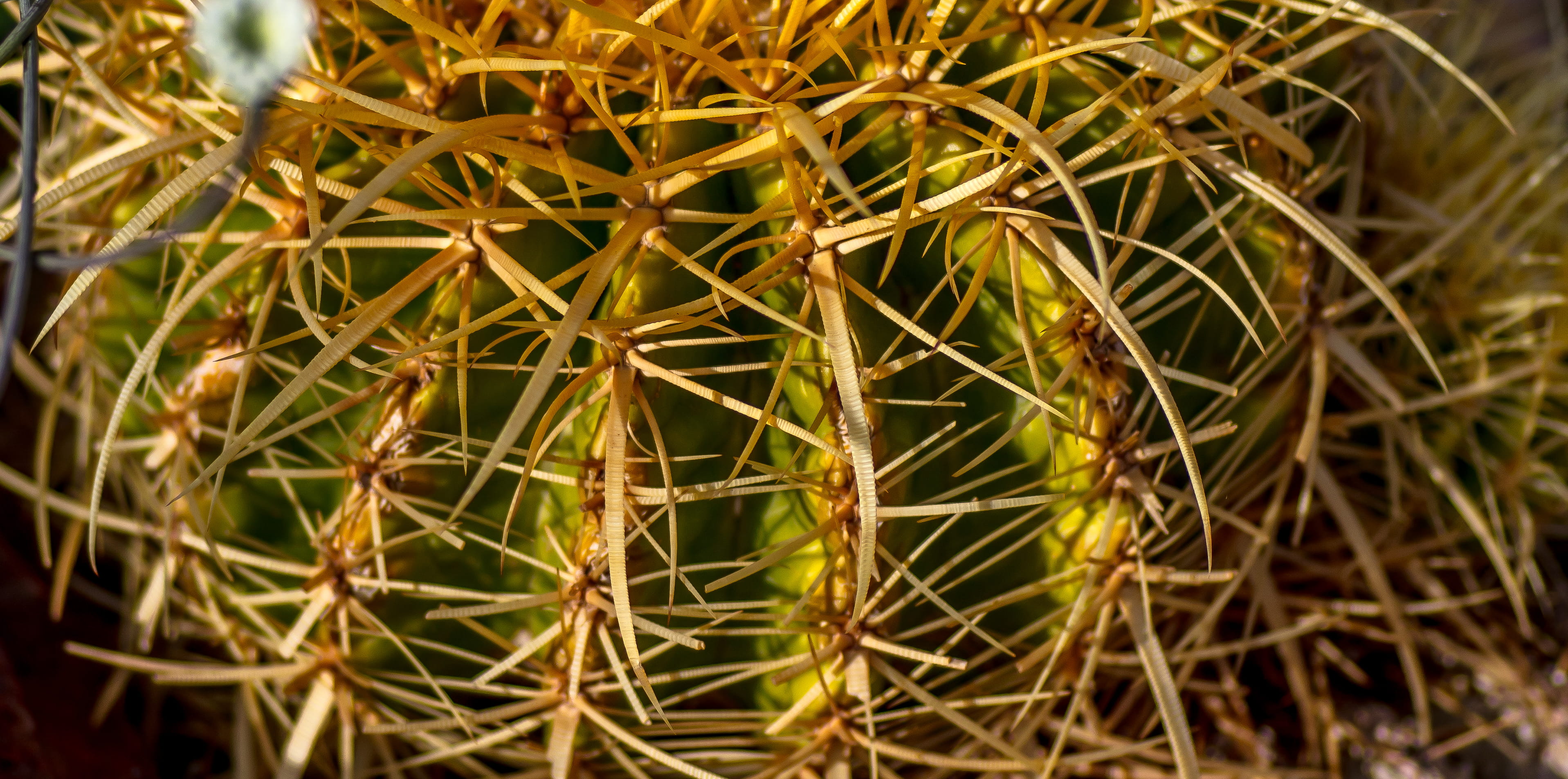 selective focus, outdoors, sharp, day, beauty in nature, backgrounds, close-up, succulent plant, no people, sign, thorn, windhoek, spiked, warning sign, HD Wallpaper