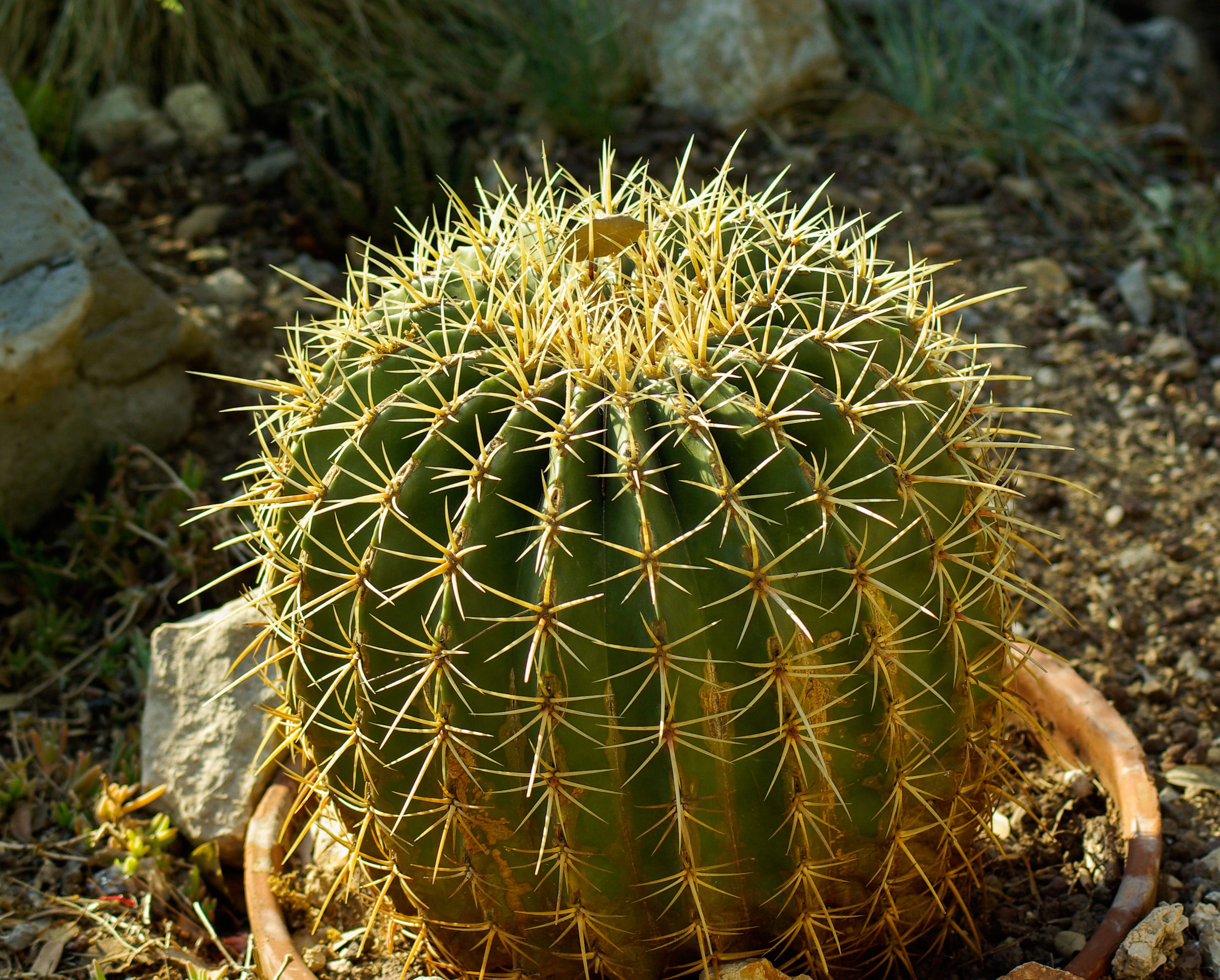 spiked, no people, nature, 2K, high angle view, thorns, plant, communication, beauty in nature, barrel cactus, growth, warning sign, sharp, arid climate, HD Wallpaper