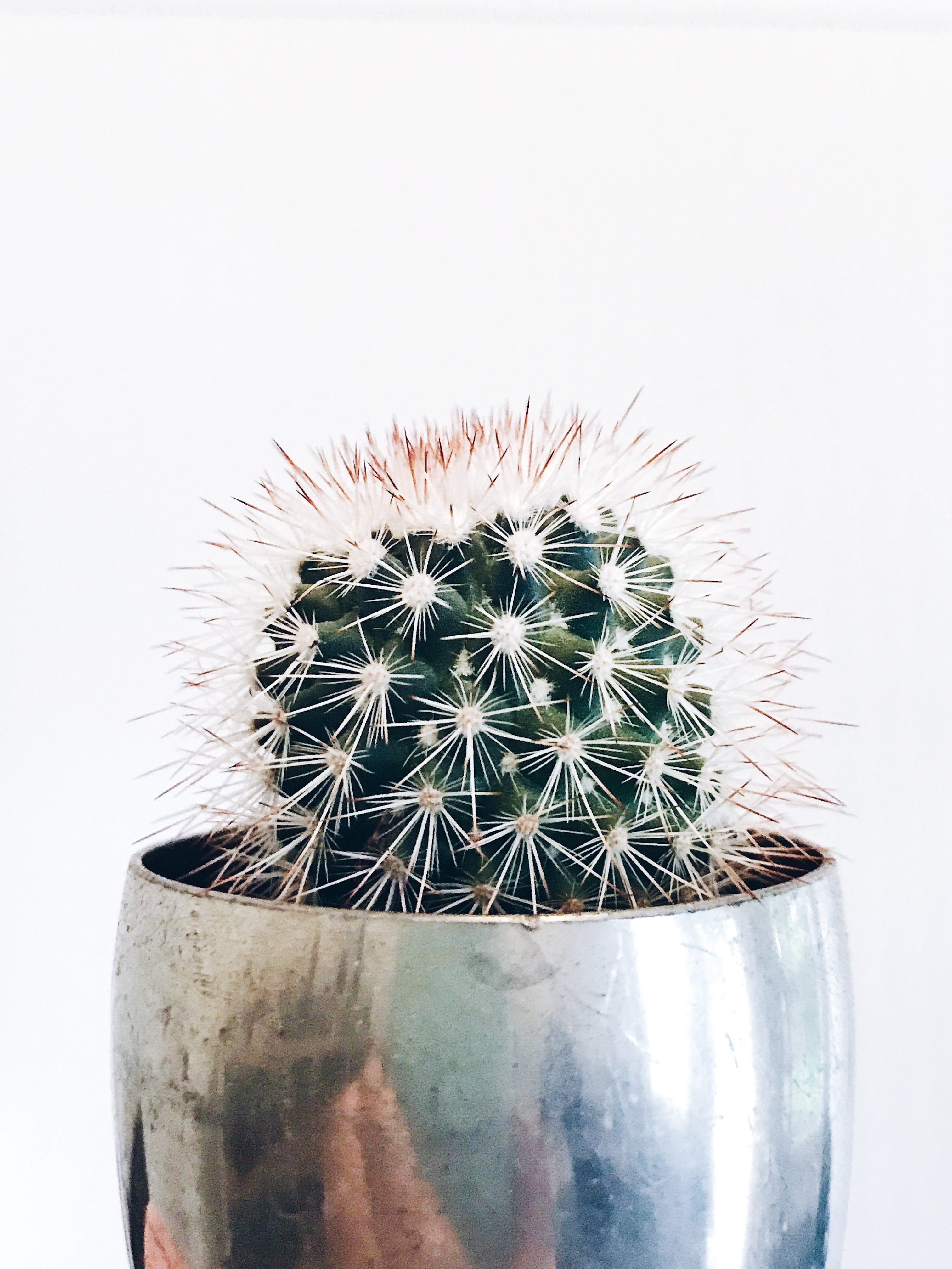 focus on foreground, garden, spiked, table top, no people, unique, growing, plant, 4K, sign, potted plant, thorn, custom, favor, metallic, indoors, wedding, Phone HD Wallpaper