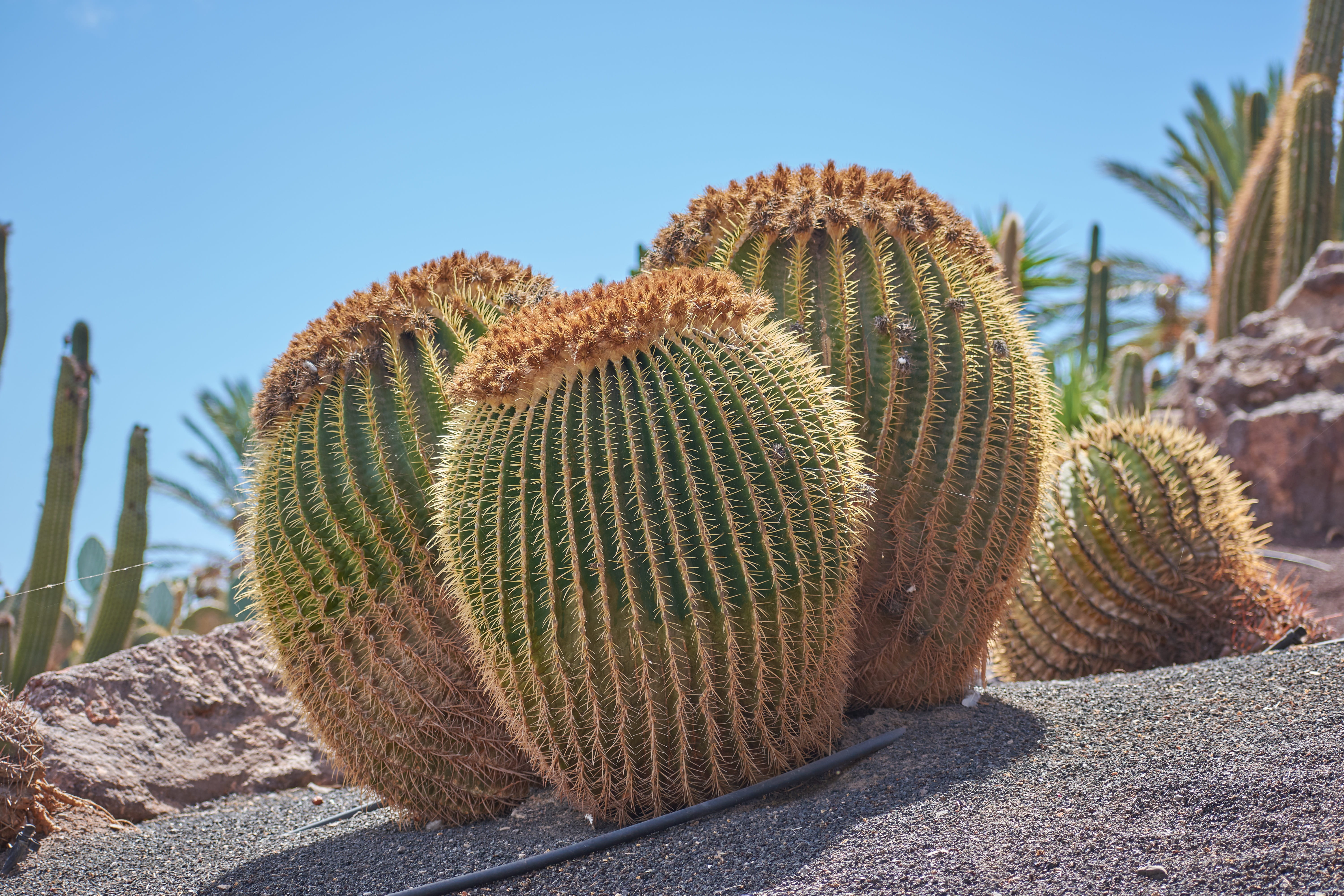 plant, sharp, spiked, close-up, day, beauty in nature, arid climate, sky, barrel cactus, scenics - nature, 5K, landscape, land, desert, cactus, wölken, HD Wallpaper