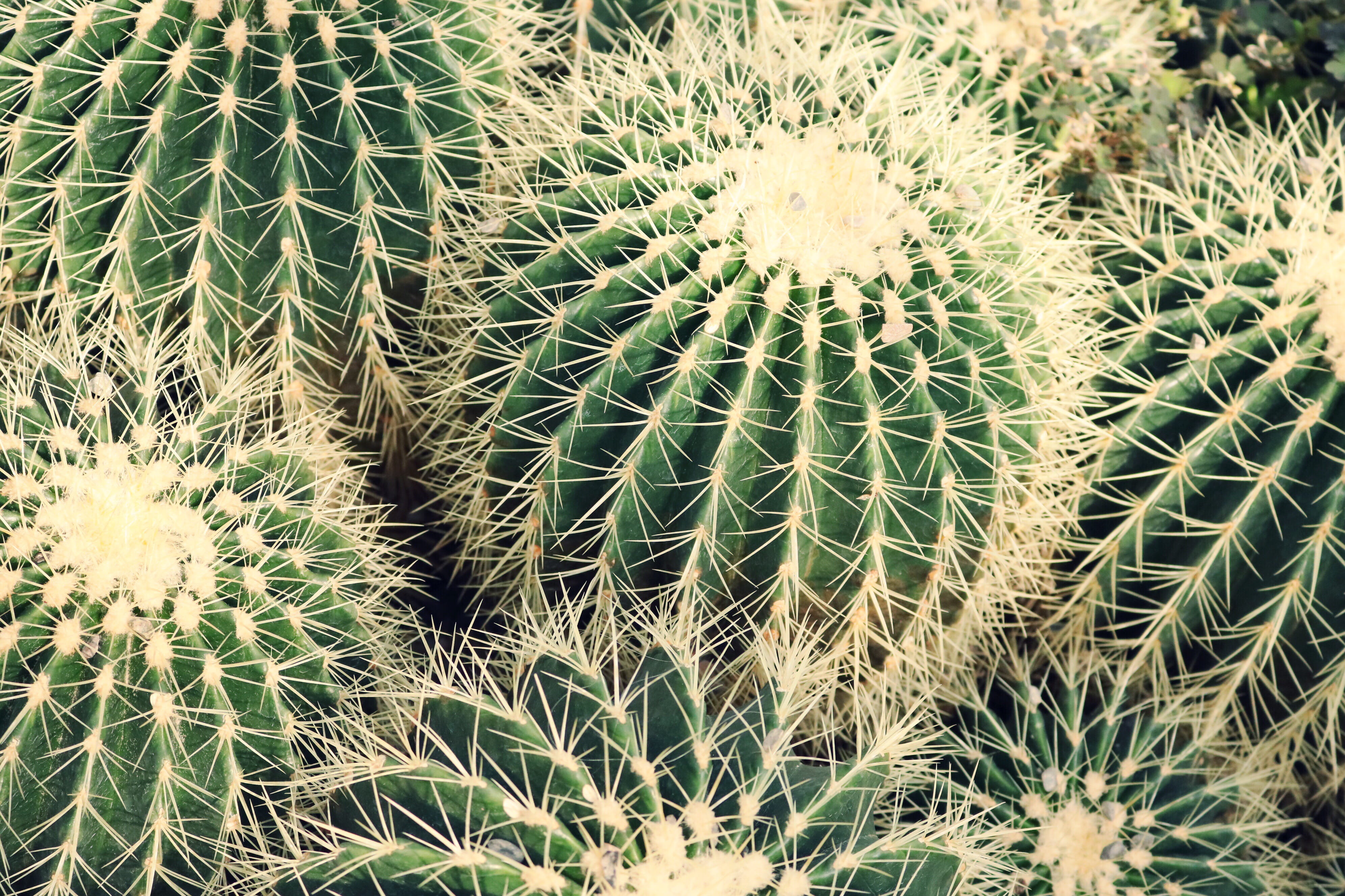 beauty in nature, ecosystem, growth, high angle view, plants, nature, cactus, thorns, full frame, natural pattern, needles, succulent plant, colors, plant, HD Wallpaper