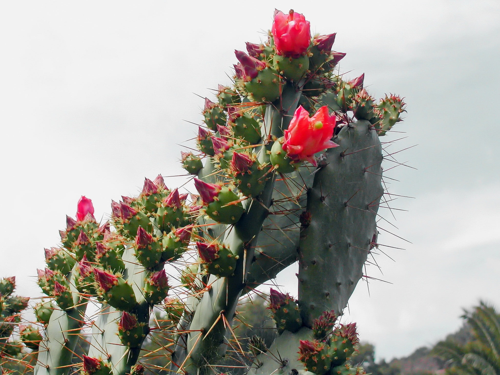 green color, cactus, flower, plant, 1080P, thorn, nature, succulent plant, low angle view, quills, thorns, bouquet, vulnerability, prickly pear, close-up, HD Wallpaper