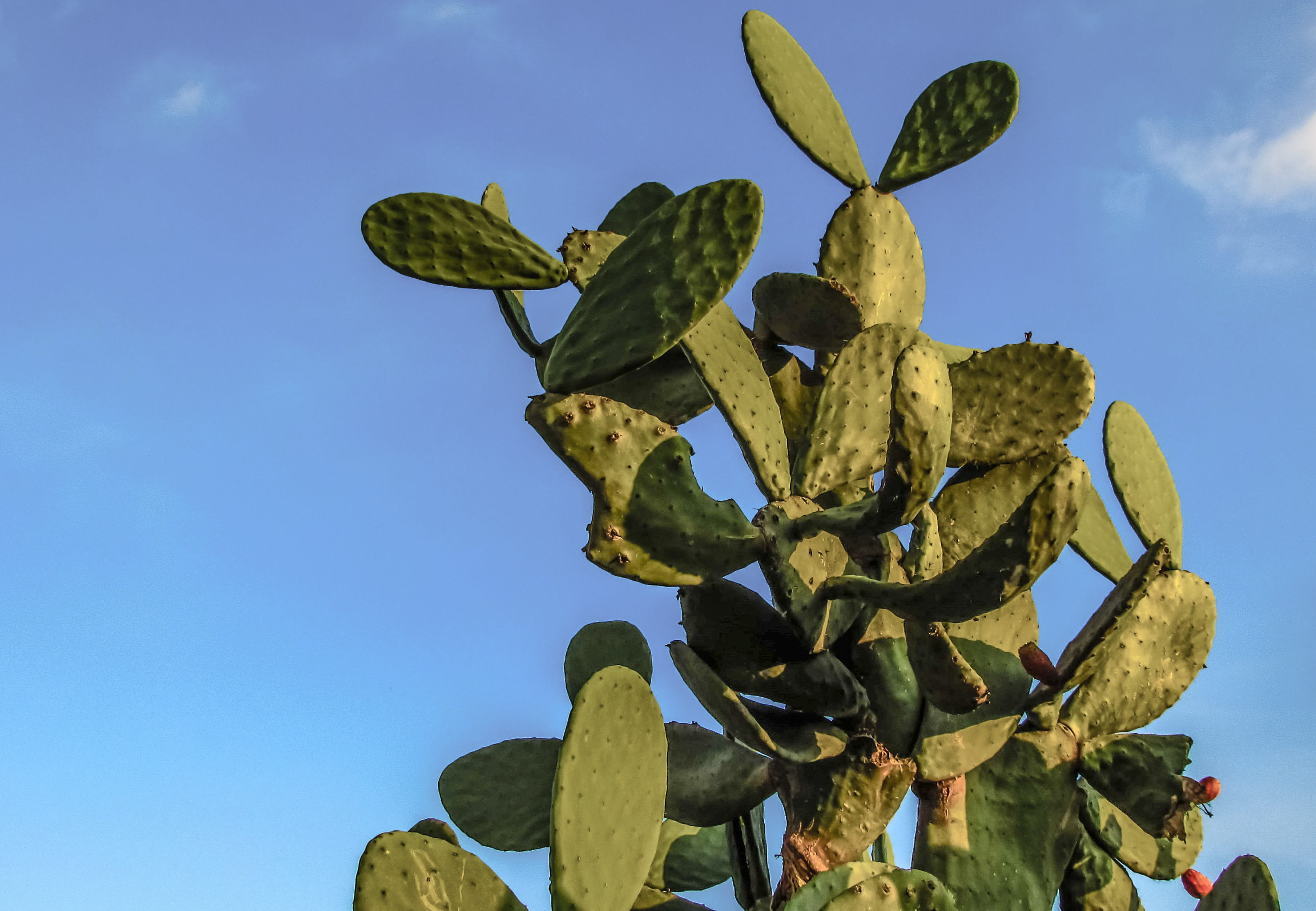 close-up, sunlight, Cactus, no people, beauty in nature, low angle view, plant part, tree, Plant, tranquility, leaf, Nature, Prickly Pear, day, mediterranean, HD Wallpaper