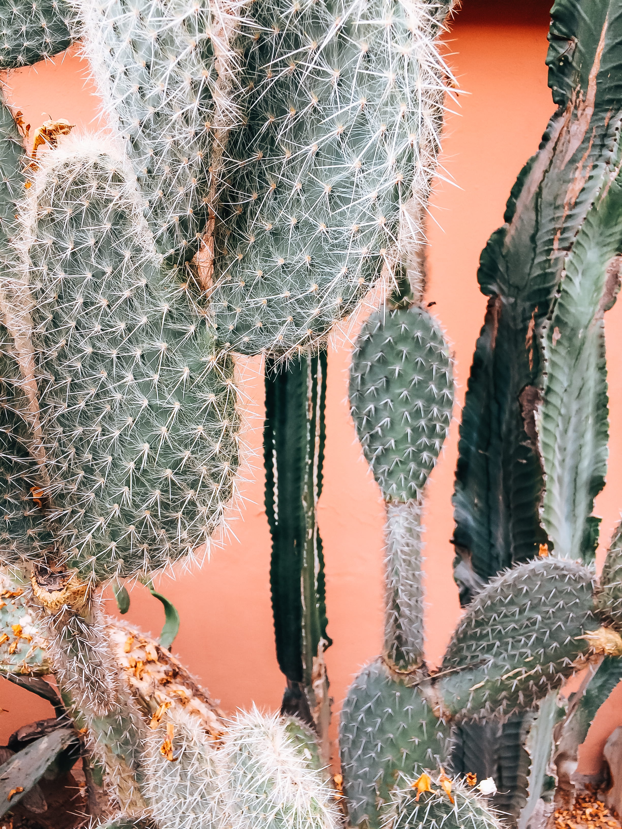 succulent plant, dinosaur, communication, spiked, marrakechs cactus, morocco, mesa, uncultivated, plantes, plants, nature, marrakech, no people, green, Phone HD Wallpaper