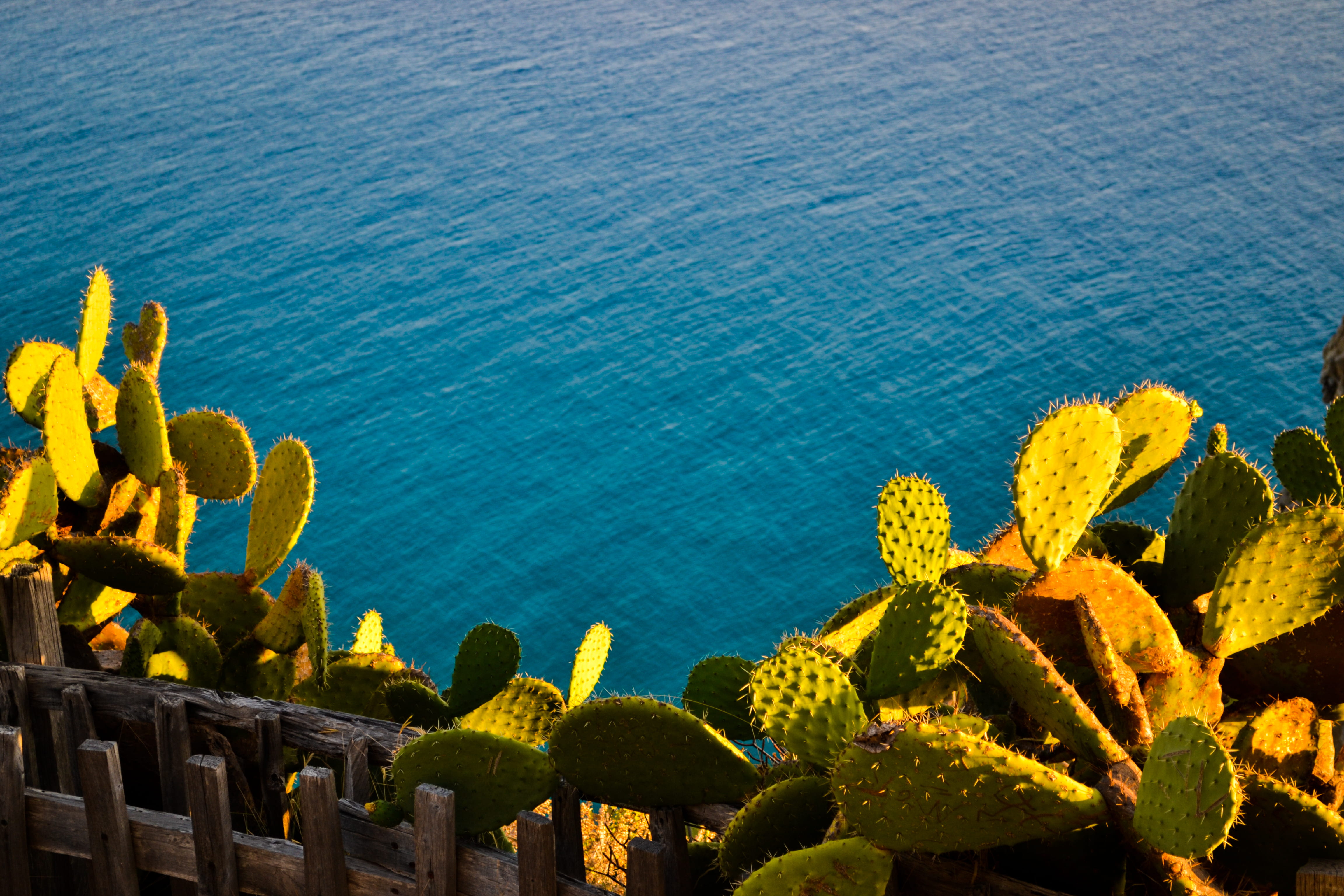 growth, tranquil scene, red sky, plant, sunlight, dawn, no people, life buoy, 4K, tree, beauty in nature, day, land, near, capo vaticano, italy, blue, HD Wallpaper