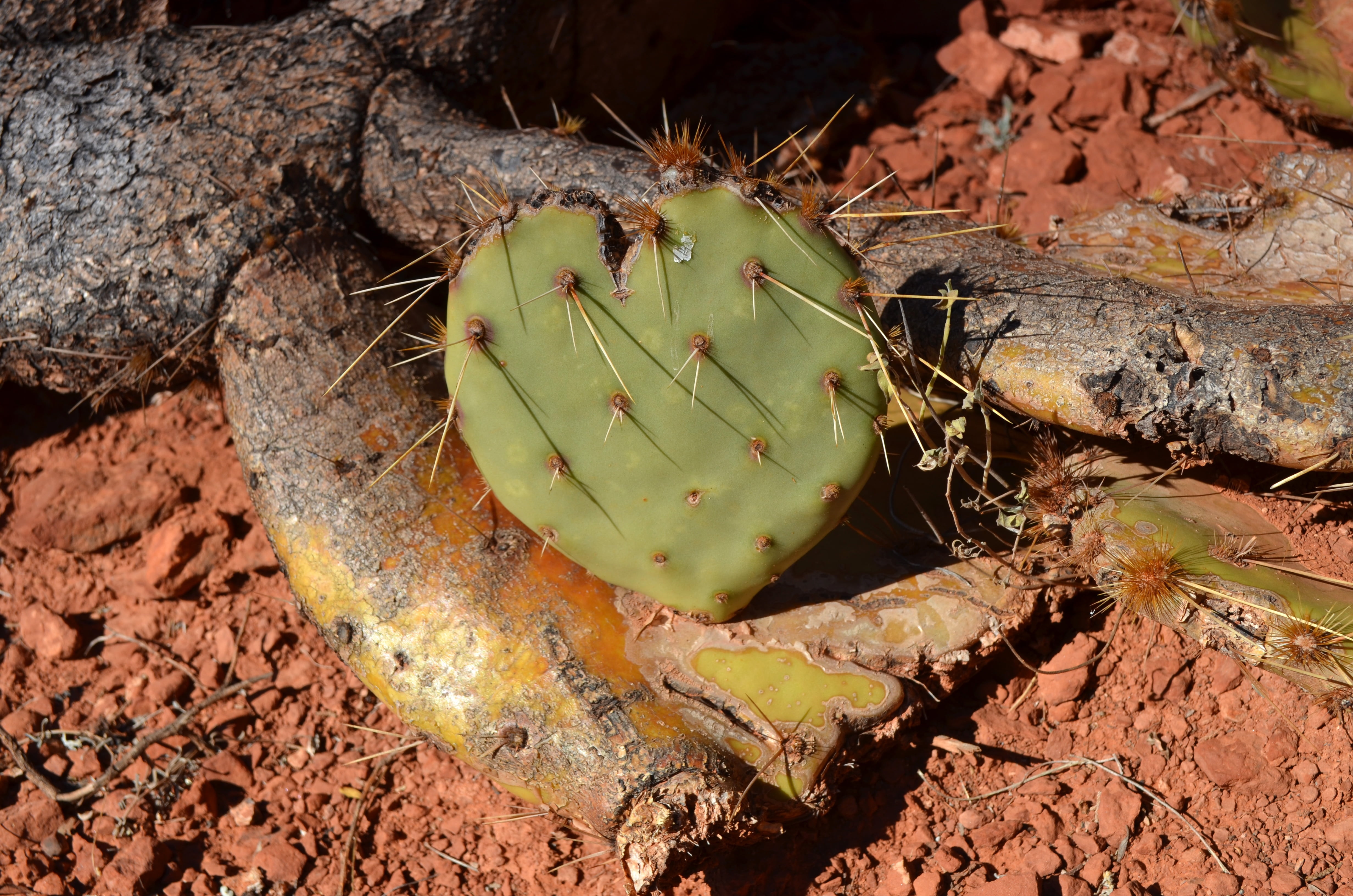 outdoors, sunlight, spur, succulent plant, love, prickly pear cactus, close-up, heart shaped, plant, spiked, animals in the wild, sharp, valentines day, HD Wallpaper