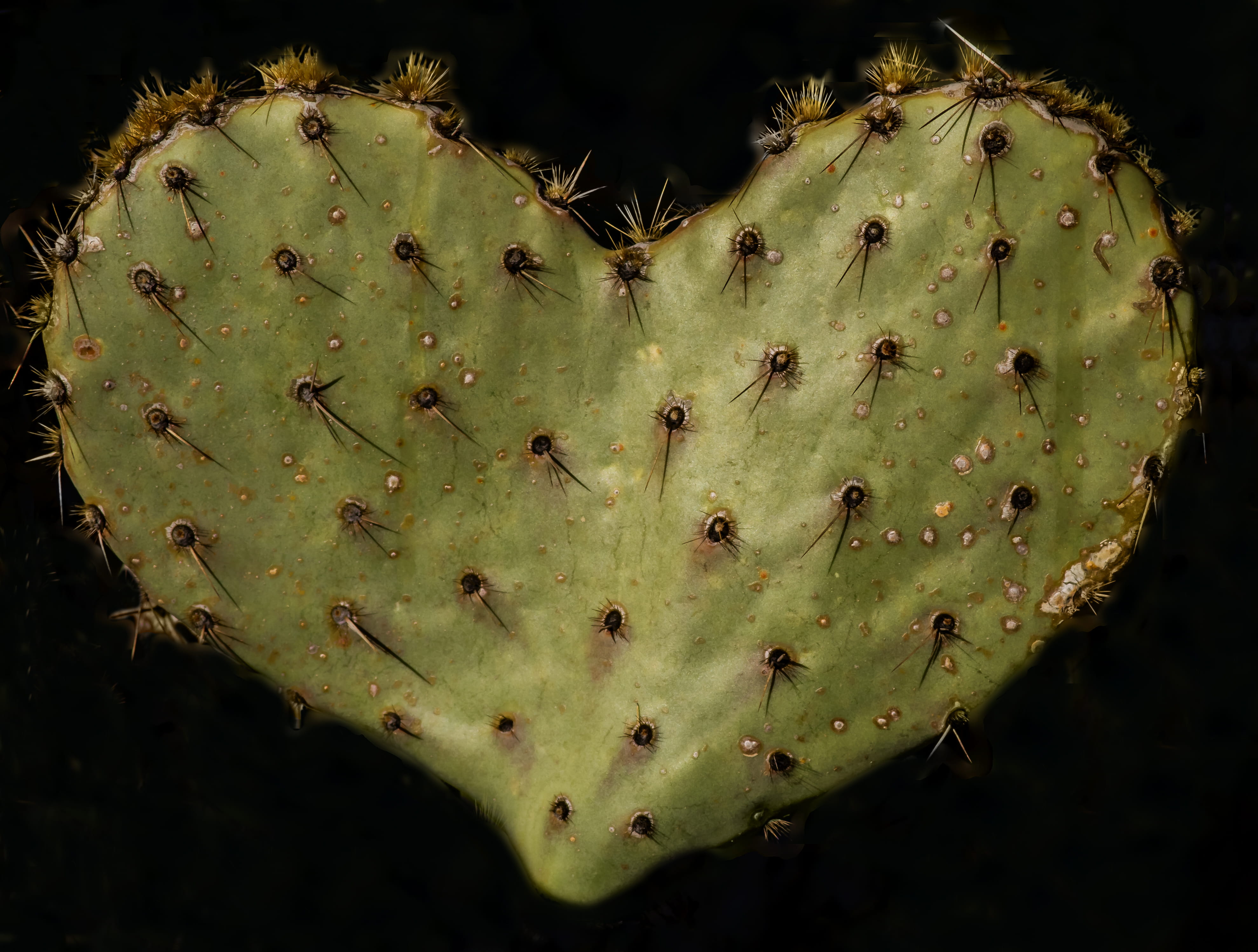 day, 4K, black background, outdoors, tucson, beauty in nature, growth, nature, plant, heart shape, spiked, succulent plant, heart, pattern, no people, HD Wallpaper