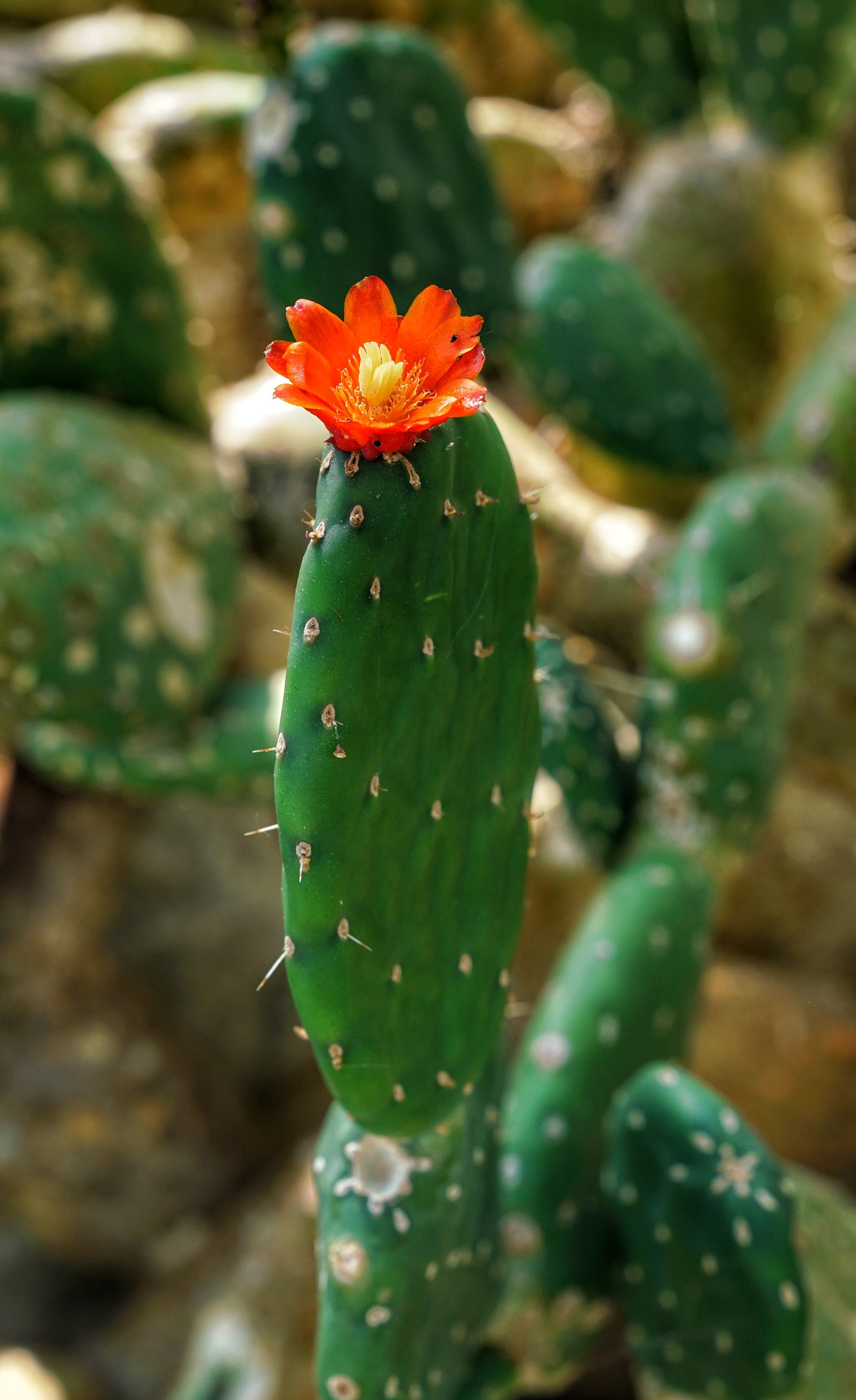 london, flower, beauty in nature, freshness, selective focus, spiked, green color, kew gardens, thorn, nature, 4K, prickly pear cactus, fragility, plant, Phone HD Wallpaper