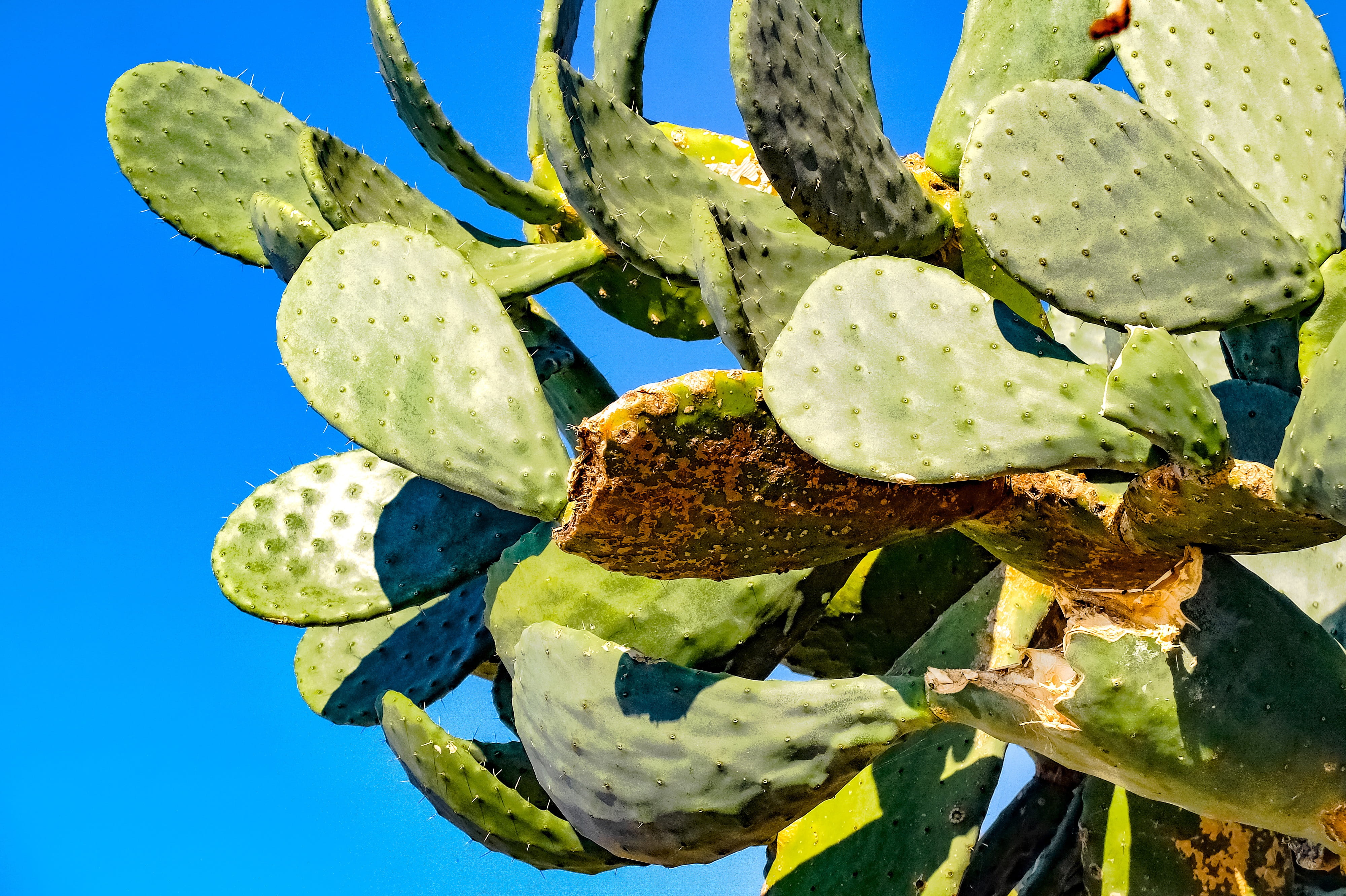 plant, succulent plant, sunlight, fatty plant, mediterranean, food and drink, low angle view, ripe, green color, outdoors, healthy eating, beauty in nature, HD Wallpaper