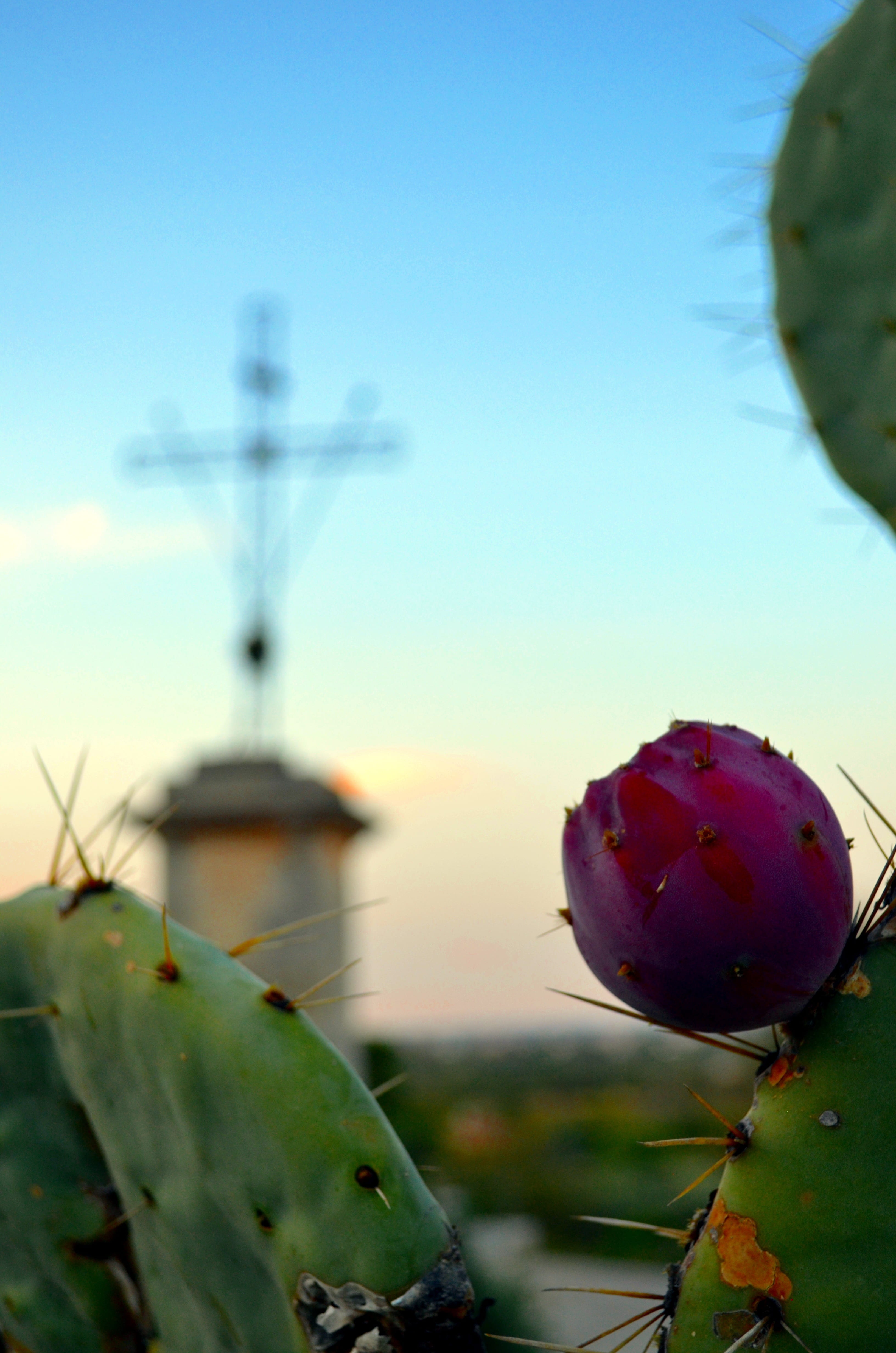 succulent plant, selective focus, sunset, plant, 4K, prickly pear, water, neviano, food and drink, day, fruit, focus on foreground, cactus, healthy eating, Phone HD Wallpaper