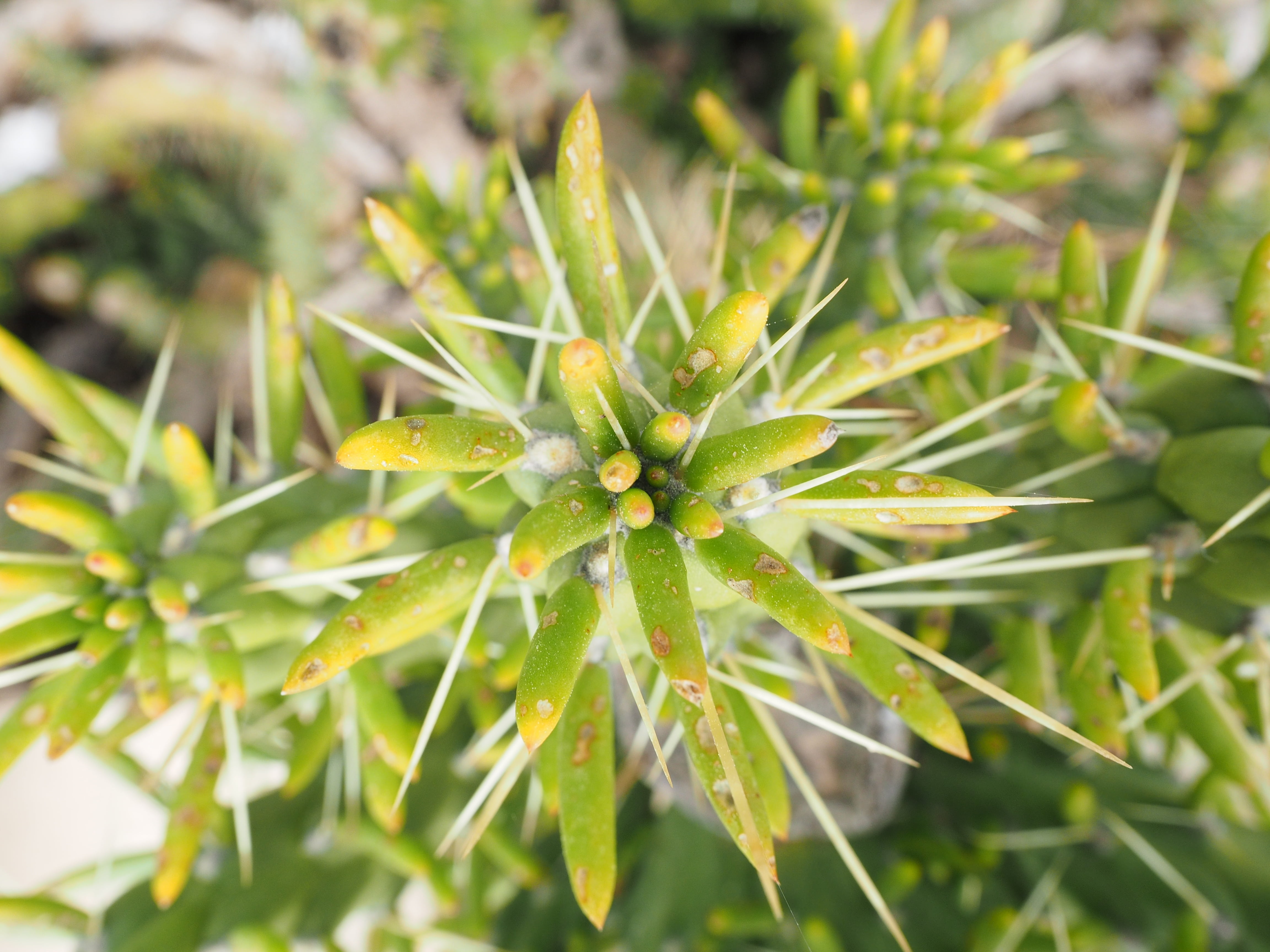 plant, day, leaf, pereskia subulata, austrocylindropuntia, coniferous tree, selective focus, cactus, opuntia exaltata, food and drink, food, no people, HD Wallpaper