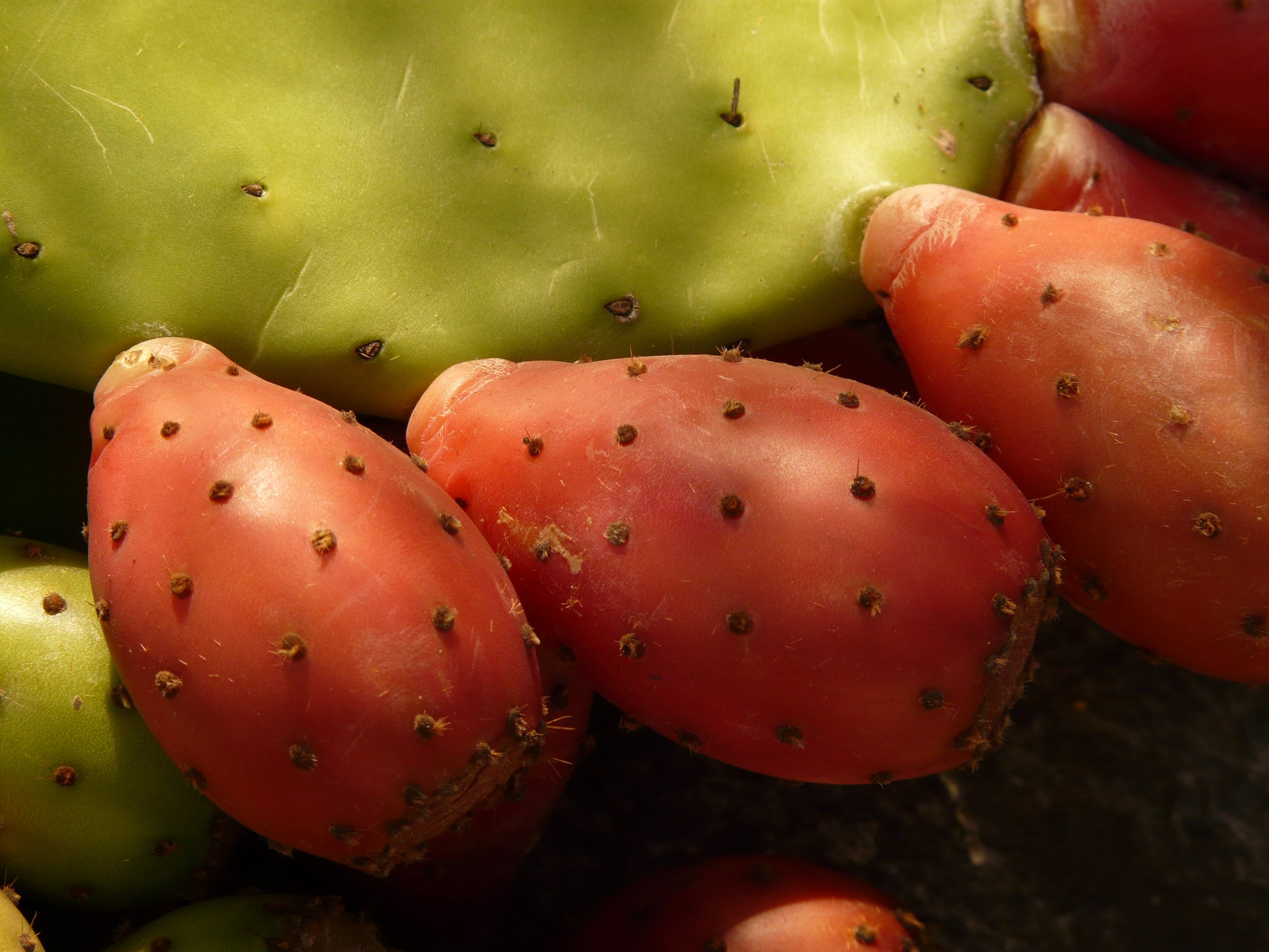 fruit, close-up, prickly pear cactus, figs, group of objects, cactus greenhouse, full frame, nature, edible, still life, wellbeing, fruits, food and drink, HD Wallpaper