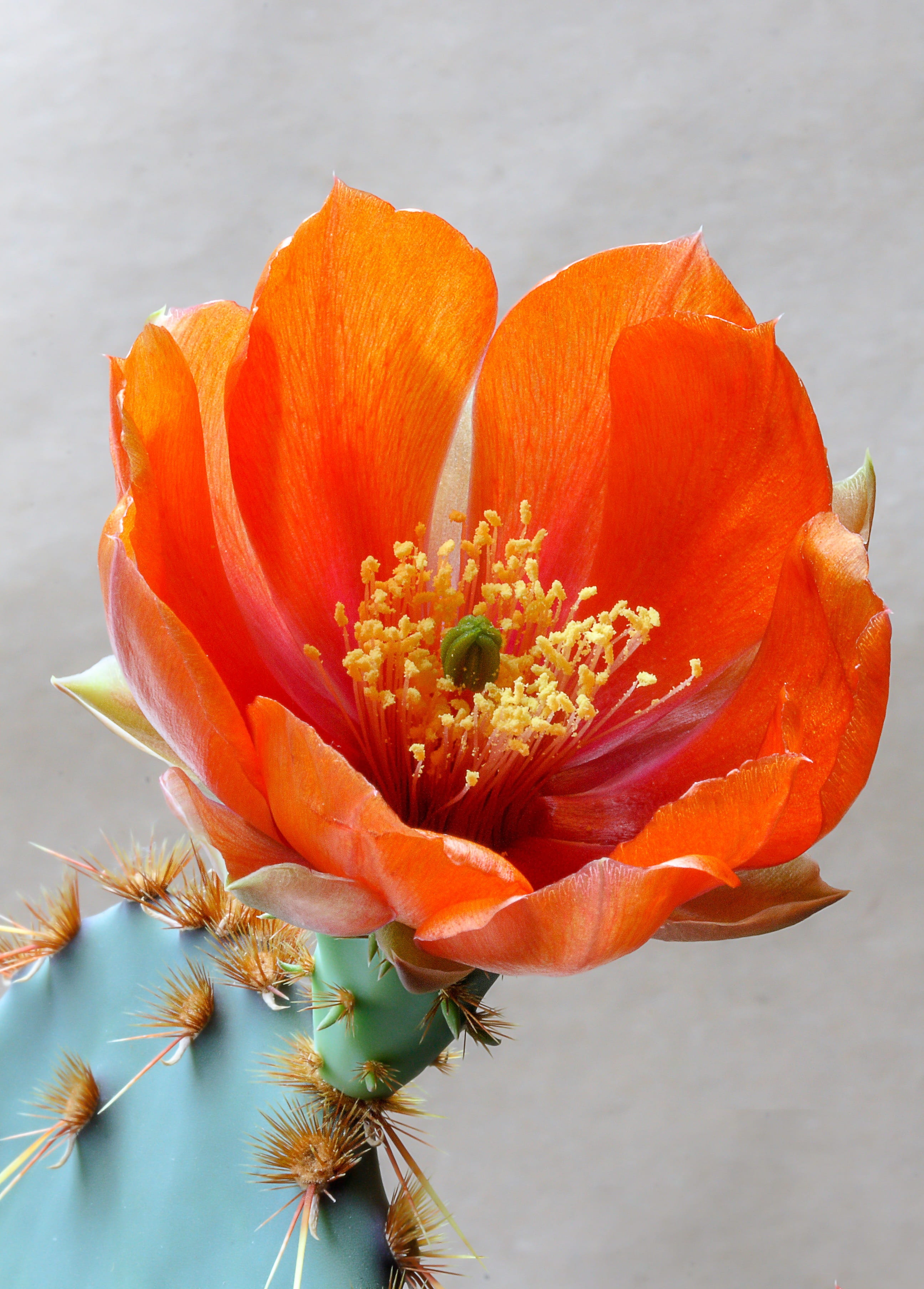 cactus, pollen, beauty in nature, flower arrangement, elegant, plant, vulnerability, prickly, fragility, flora, botanical, succulent, growth, close-up, Phone HD Wallpaper