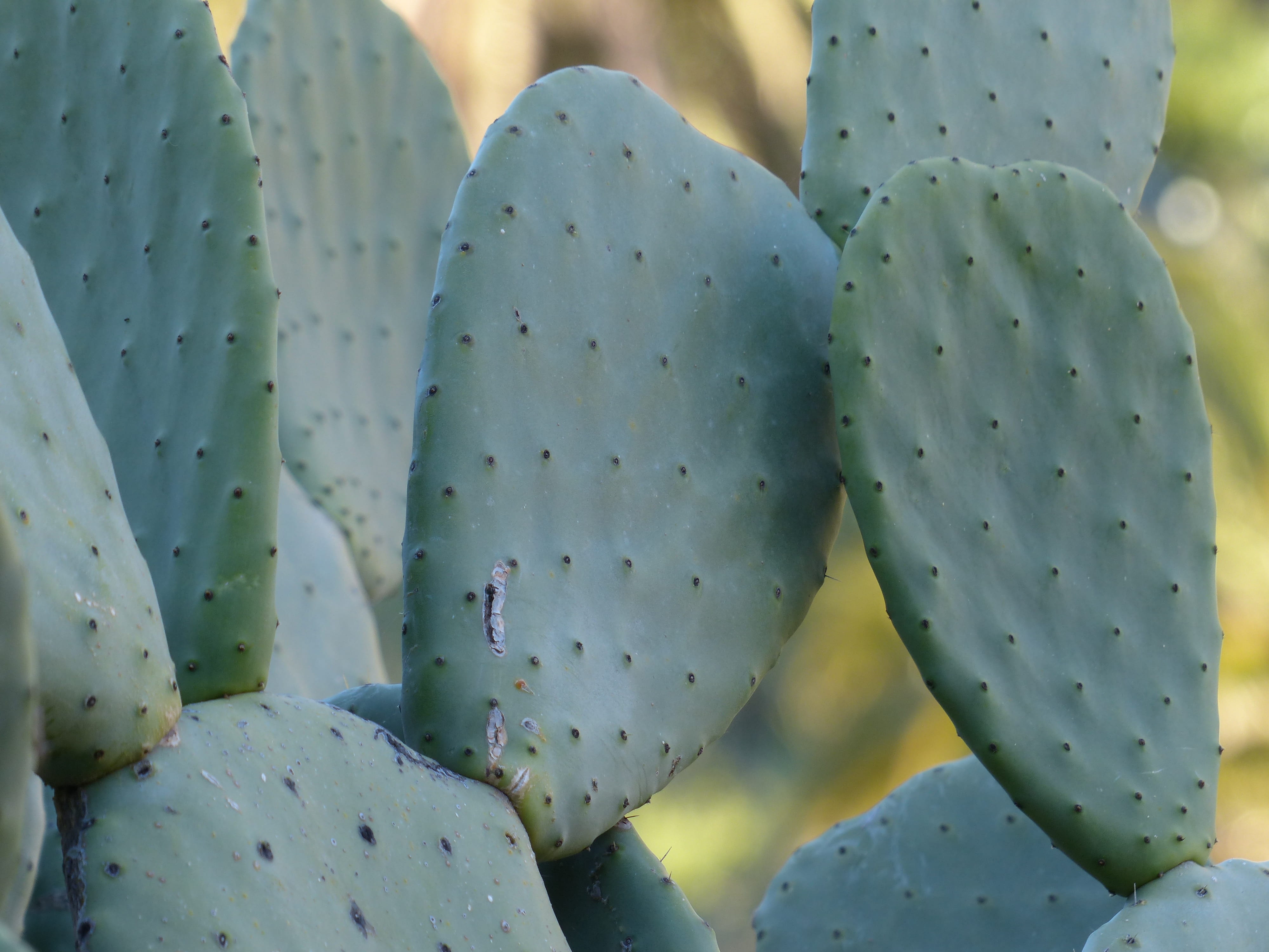 full frame, cactos, day, growth, beauty in nature, focus on foreground, climate, cactus greenhouse, uncultivated, opuntia, cactus, cactaceae, plant, 4K, HD Wallpaper
