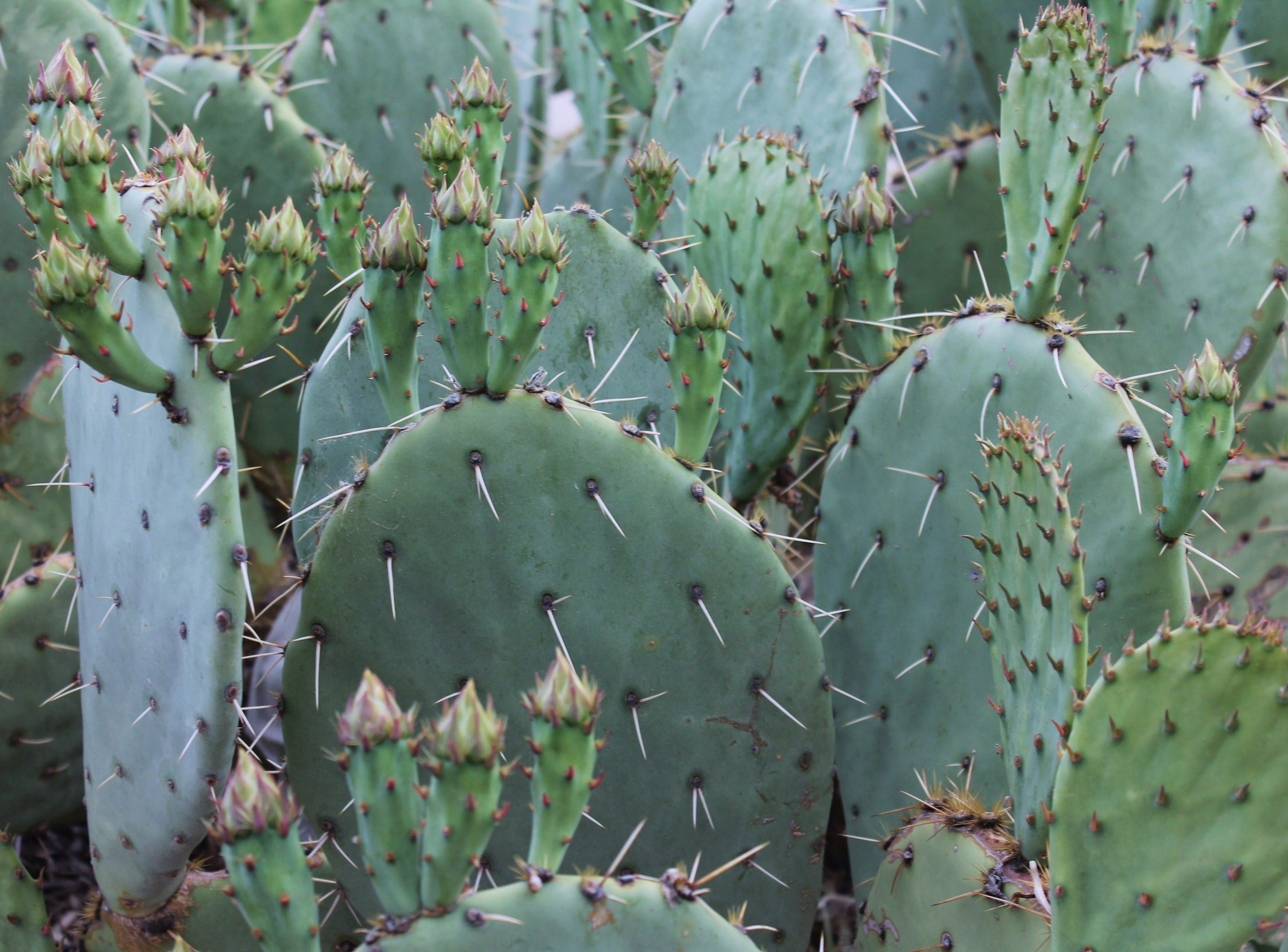 spiked, botany, spiny, outdoors, southwestern, freshness, culinary cactus, succulent plant, growth, nature, spiky, cactaceae, opuntia, southwest, thorn, HD Wallpaper