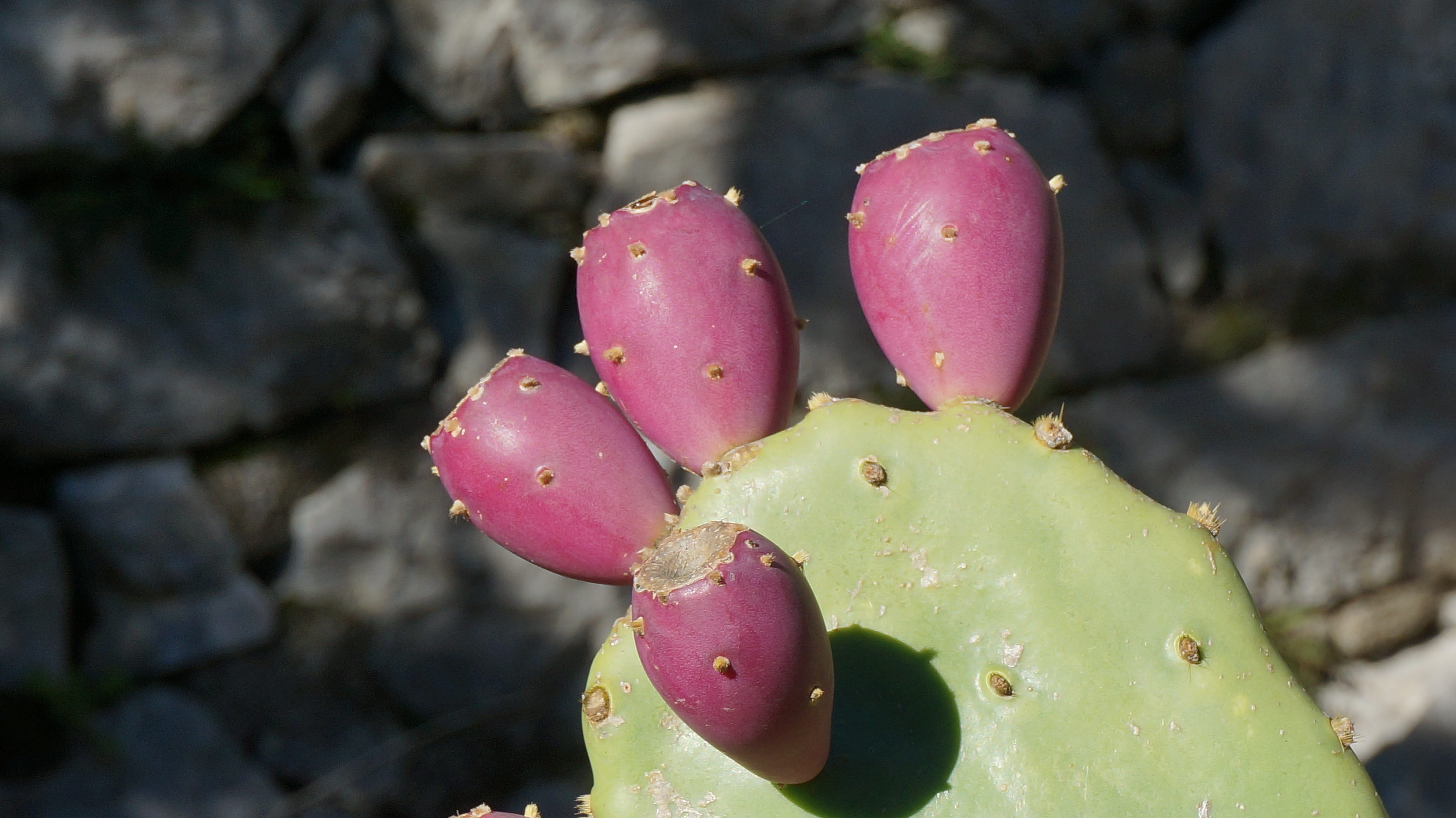 close-up, 4K, nature, montenegro, green color, focus on foreground, plant, prickly pear cactus, cactus, thorn, opuntia, no people, growth, food and drink, HD Wallpaper
