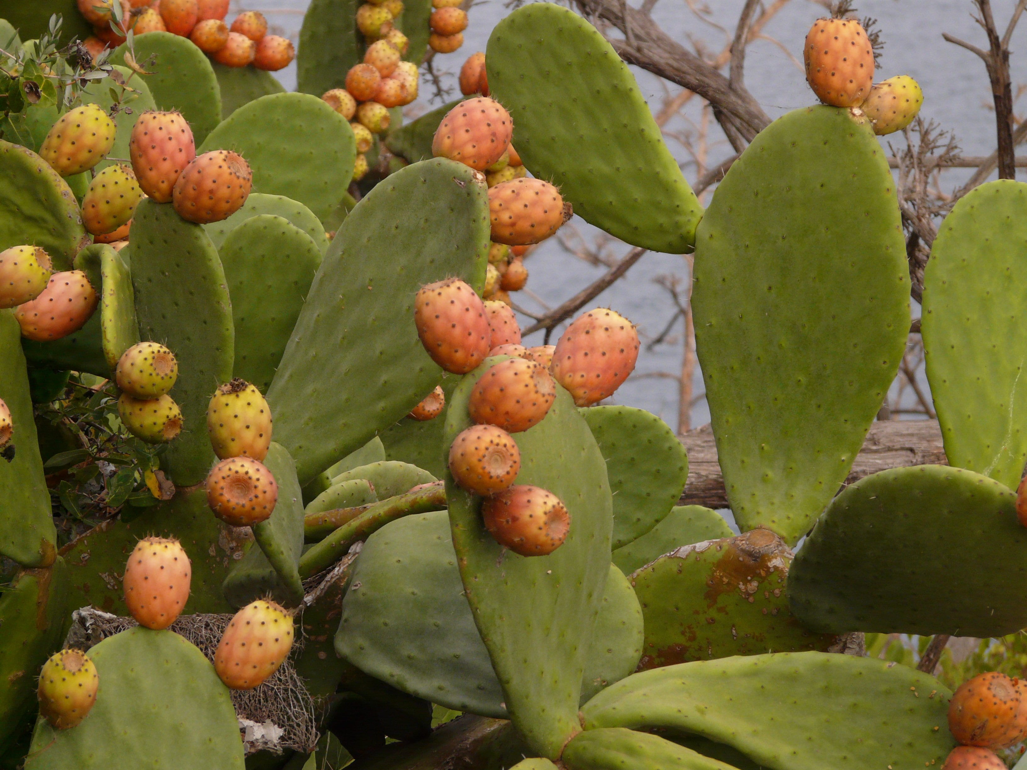 wellbeing, beauty in nature, opuntia, freshness, no people, figs, focus on foreground, day, nature, healthy eating, growth, green color, red, close-up, HD Wallpaper
