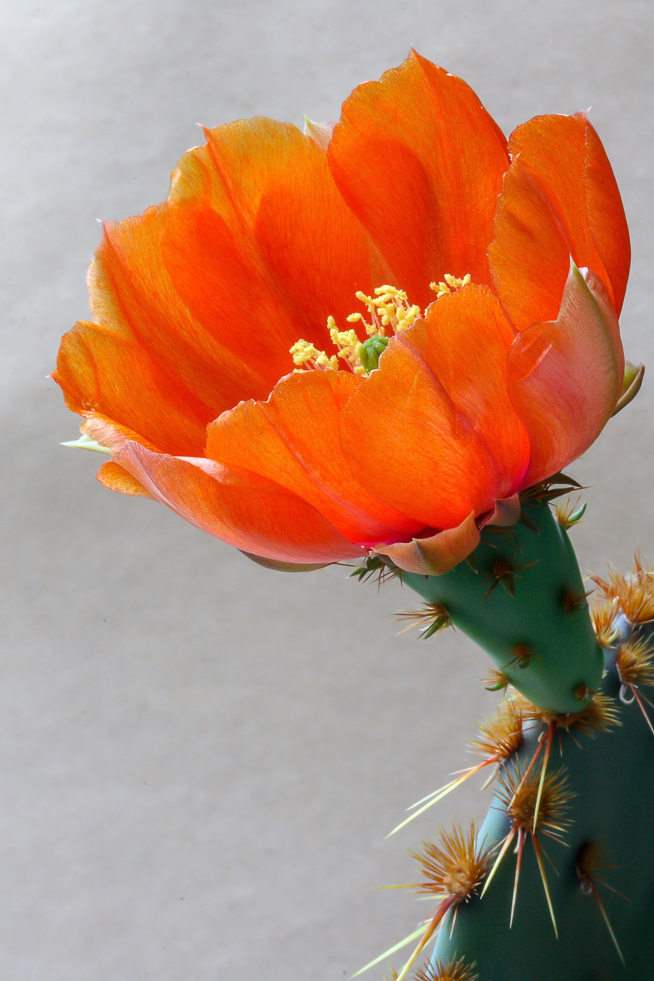 bright, beauty in nature, orange, opuntia, plant, blossom, petal, close-up, growth, desert, vulnerability, prickly, pollen, no people, day, flower, freshness, Phone HD Wallpaper