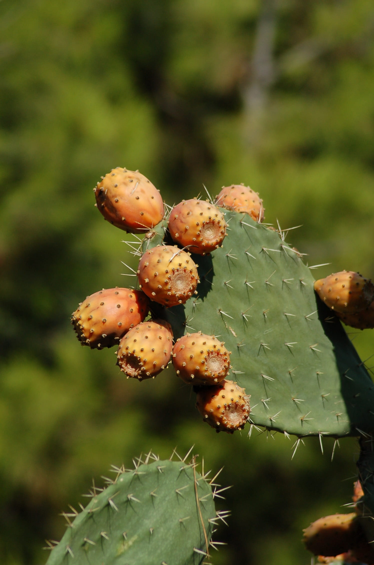 fruit, no people, 1080P, leaf, cactus, growth, thorn, cactaceae, cacti, nature, day, plant, green color, ripe, plant part, opuntia, outdoors, close-up, Phone HD Wallpaper