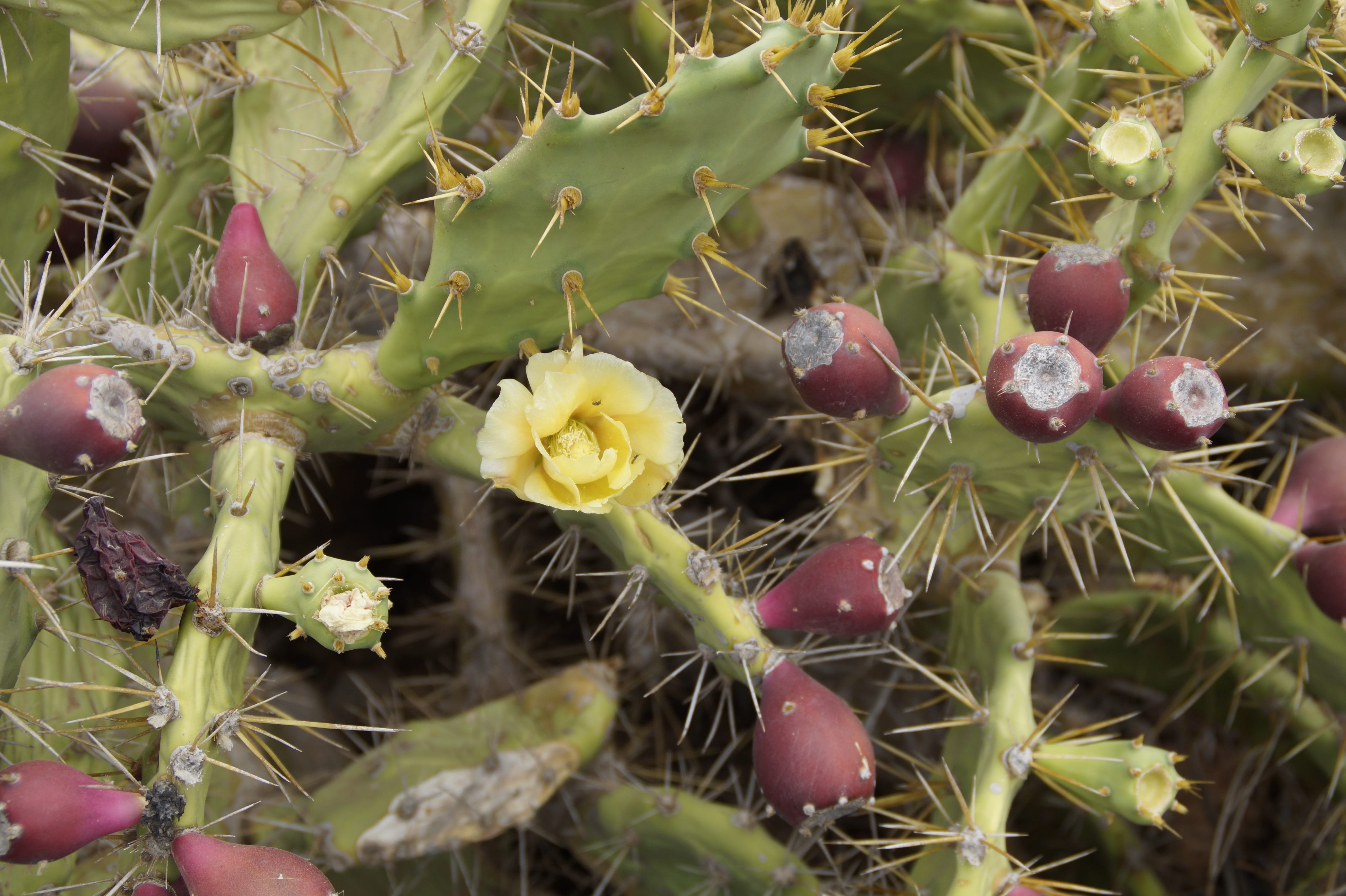 succulent plant, plant, tunera india, outdoors, selective focus, healthy eating, opuntia dillenii, tenerife, close-up, no people, dillenius-prickly pear, HD Wallpaper