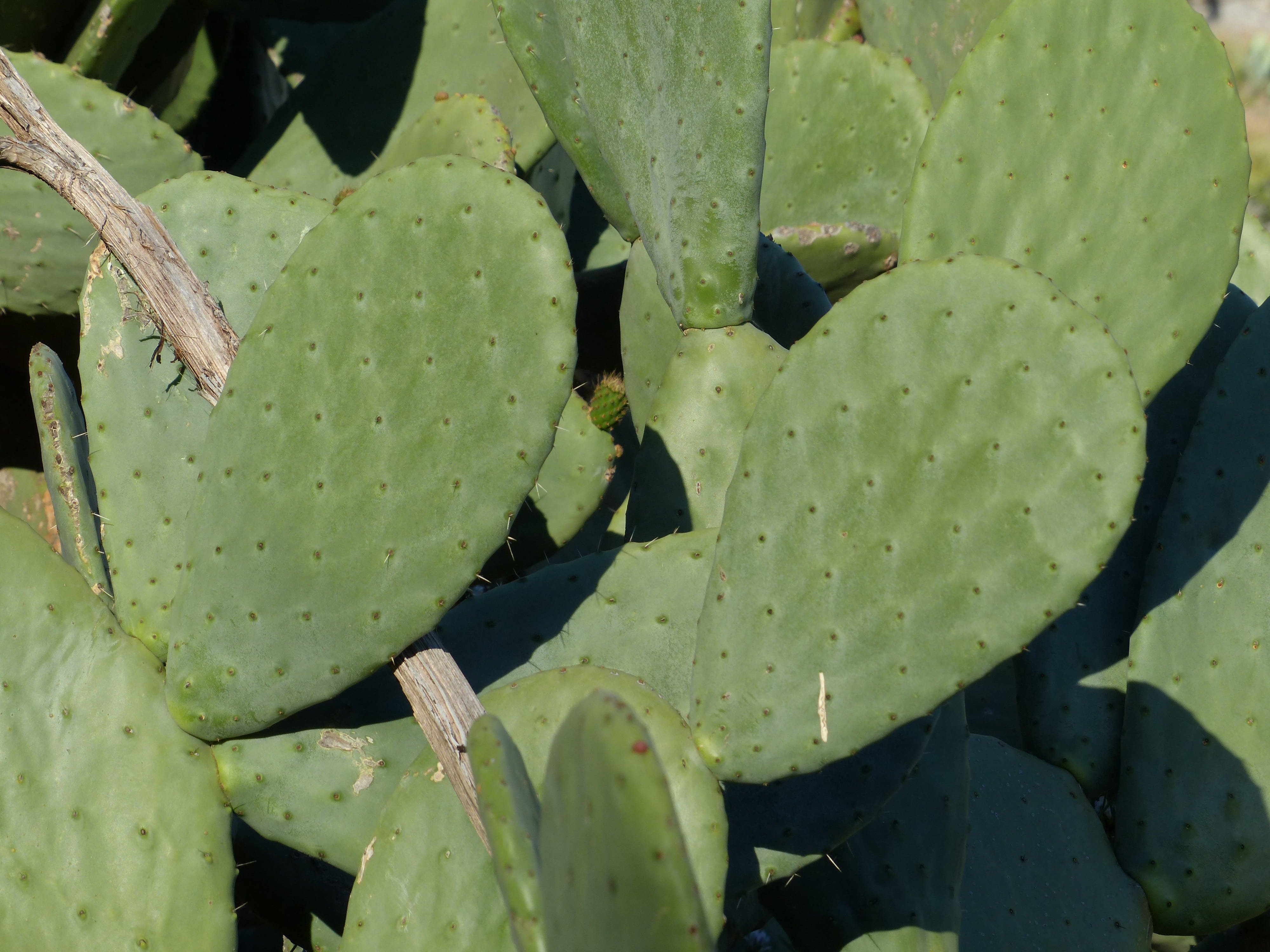 growth, succulent plant, cactus greenhouse, thorn, high angle view, cactaceae, green color, Prickly, full frame, no people, Ear, opuntia, backgrounds, ears leaves, HD Wallpaper