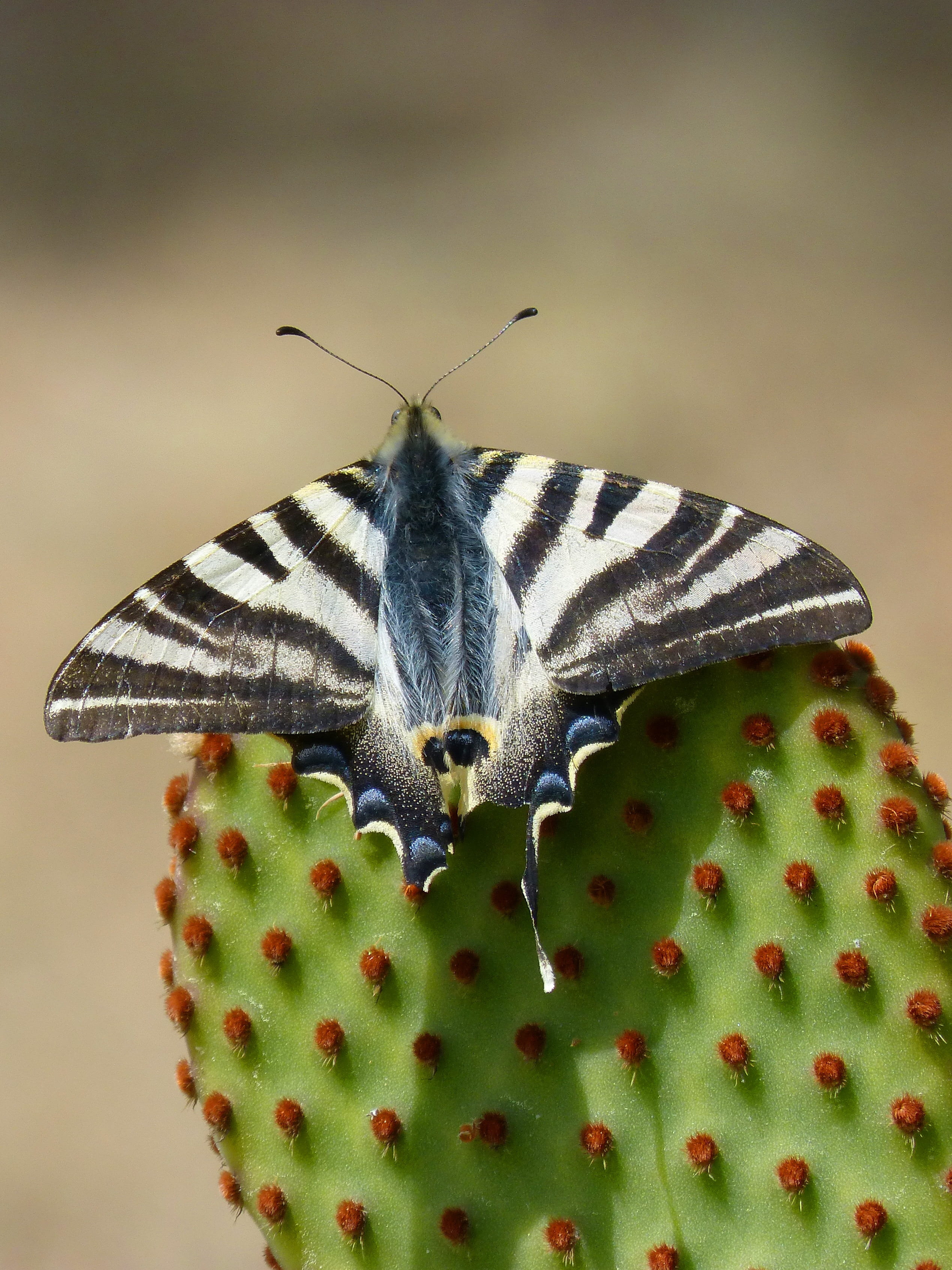 no people, papilio machaon, animal themes, opuntia, day, machaon, plant, butterfly - insect, beauty in nature, animals in the wild, prickly pear cactus, Phone HD Wallpaper