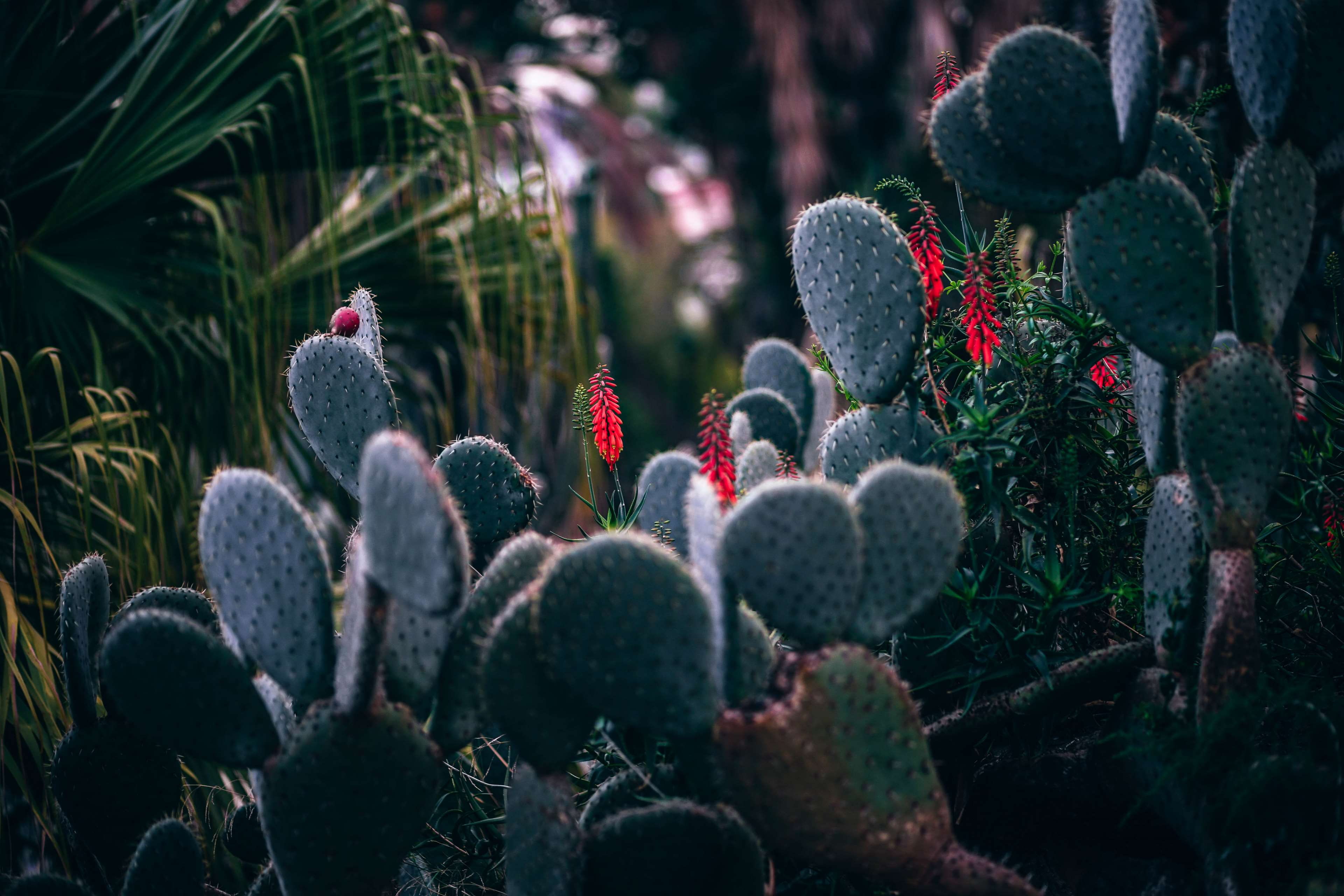 land, day, nature, thorn, thorns, sharp, flower, focus, 4K, grow, outdoors, botanical, spiked, beauty in nature, no people, freshness, cactaceae, garden, HD Wallpaper
