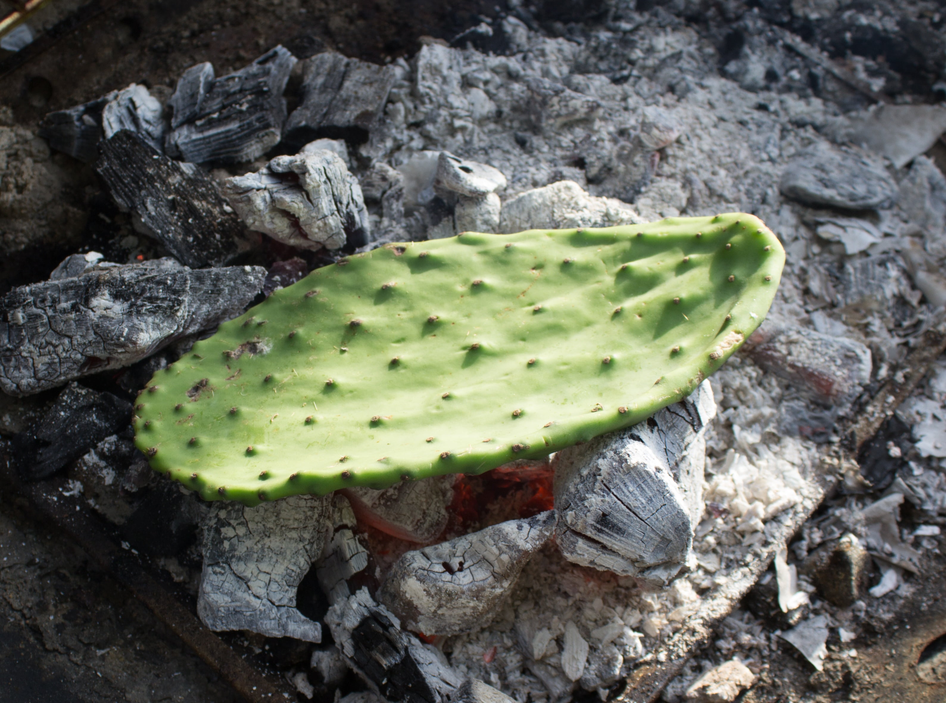 flower, no people, land, rock, cactus, beauty in nature, solid, eating, fruit, leaf, growth, prickly, nopales, outdoors, exotic, healthy, green color, 2K, HD Wallpaper