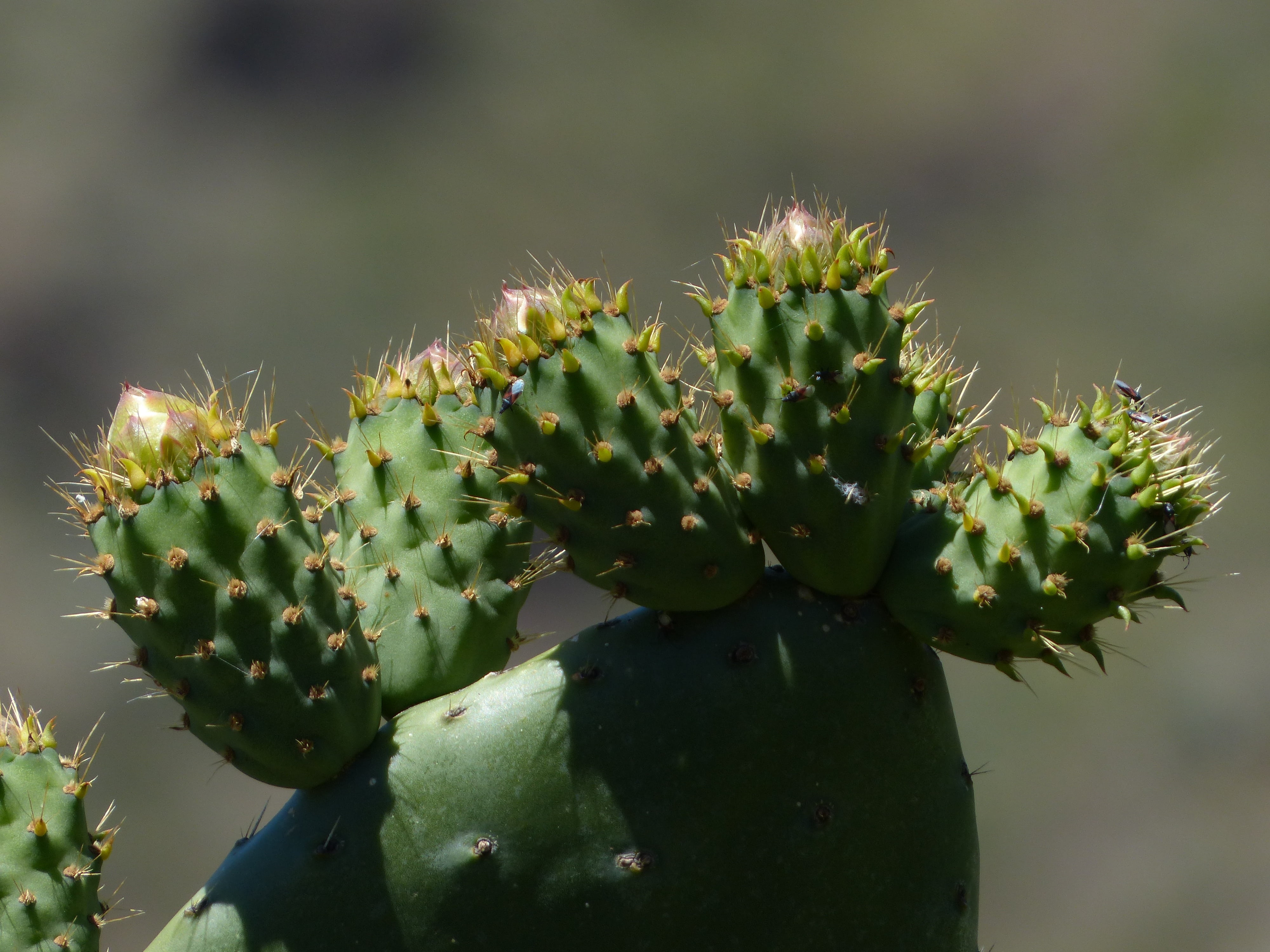 green color, sharp, prickly pear, beauty in nature, focus on foreground, spur, excesses, no people, succulent plant, natural pattern, platykladie, plant, HD Wallpaper