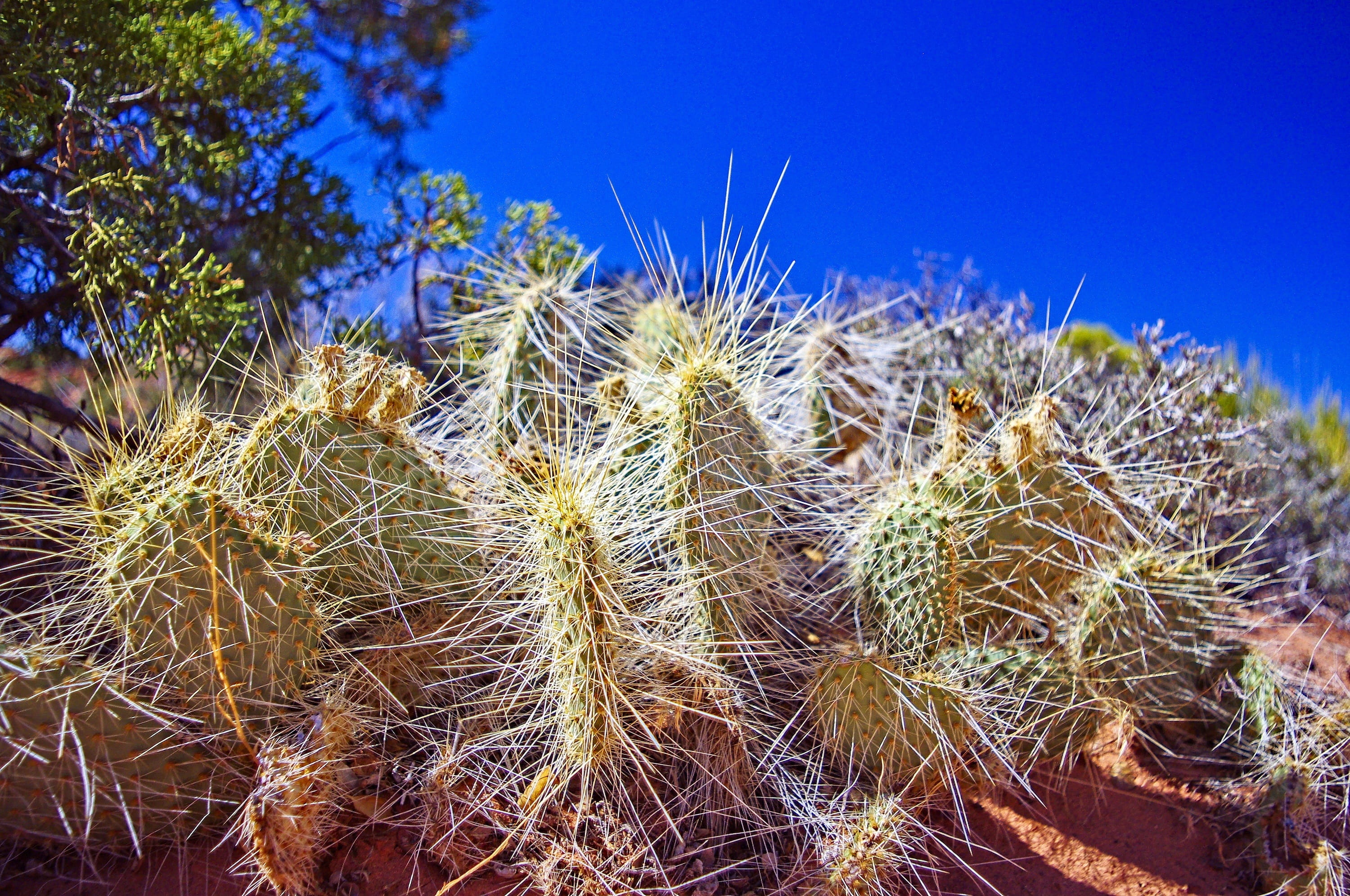 desert, directly below, sky, beauty in nature, thorn, botanical, day, succulent, spiky, prickly, opuntia, park, 2K, growth, blue, arid climate, erinacea, HD Wallpaper