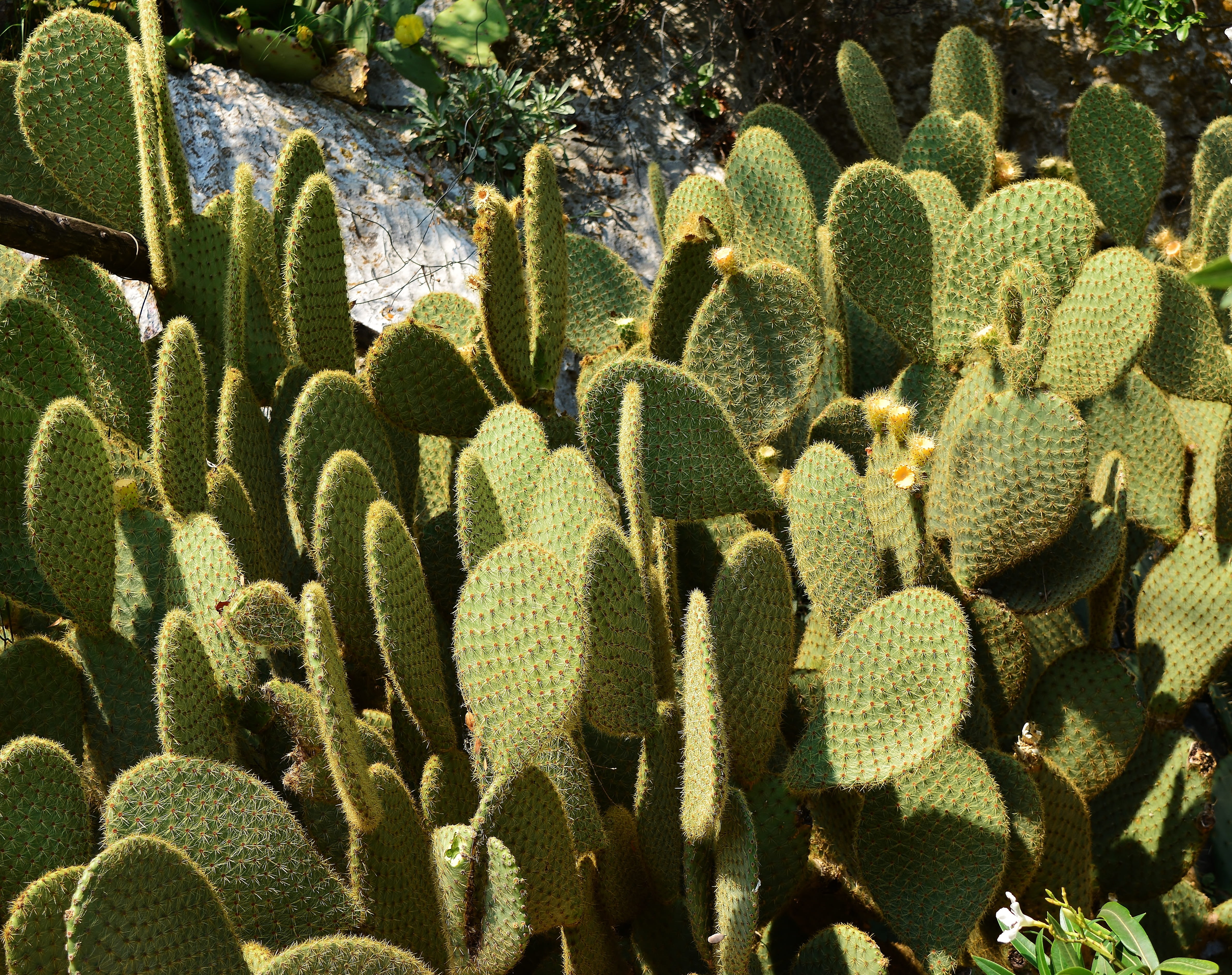 arid climate, land, succulent plant, nature, day, plant, green color, outdoors, botany, ecosystem, thorn, growth, no people, high angle view, cactus, prickly pear cactus, HD Wallpaper